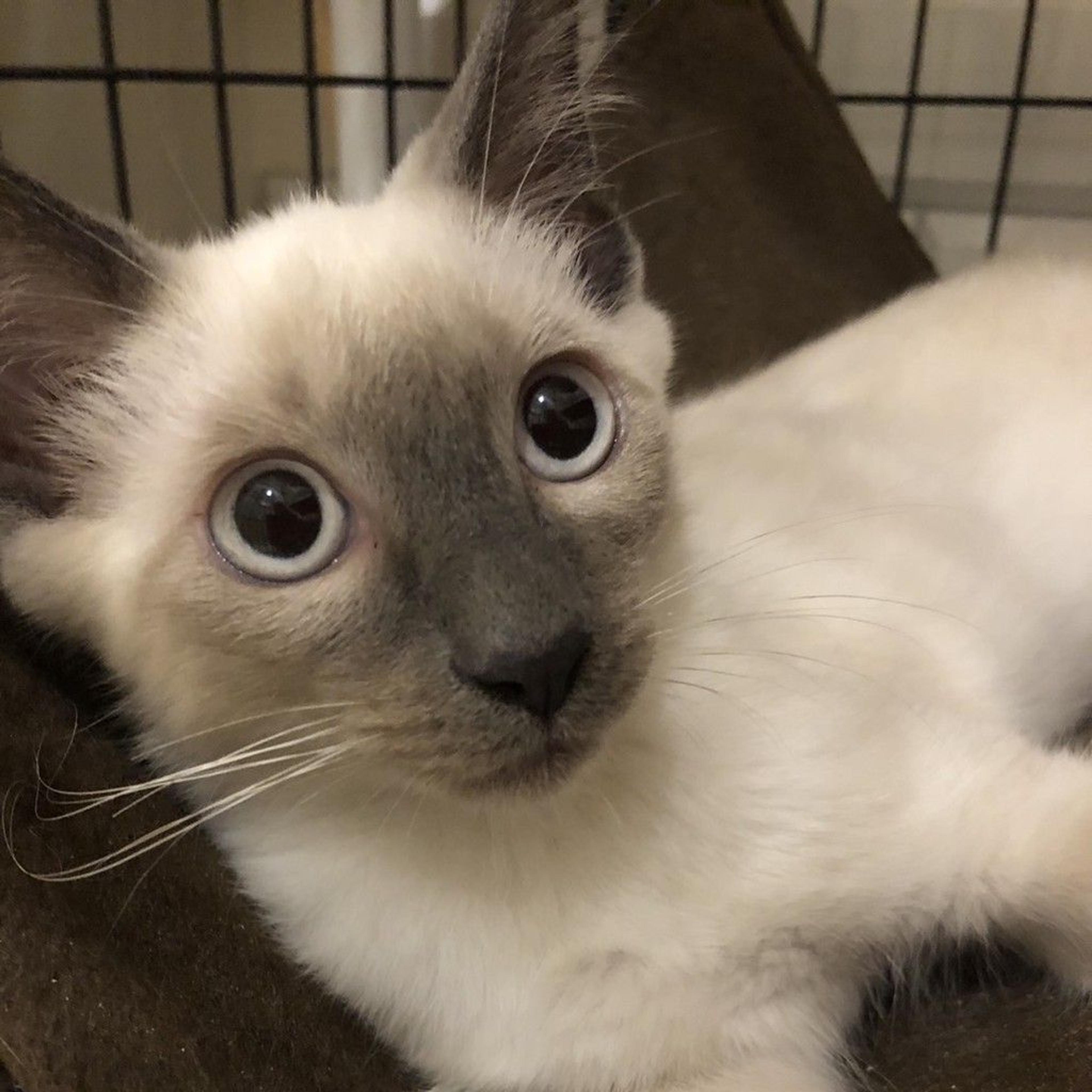 pet-image-4