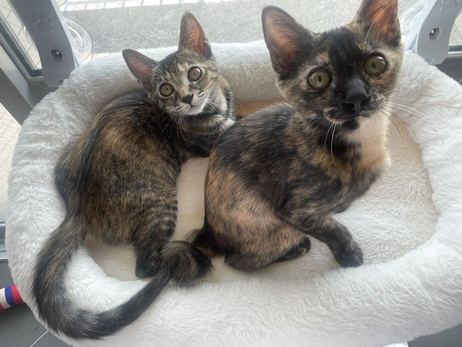 雑種（ミックス猫）・メスの里親募集の写真