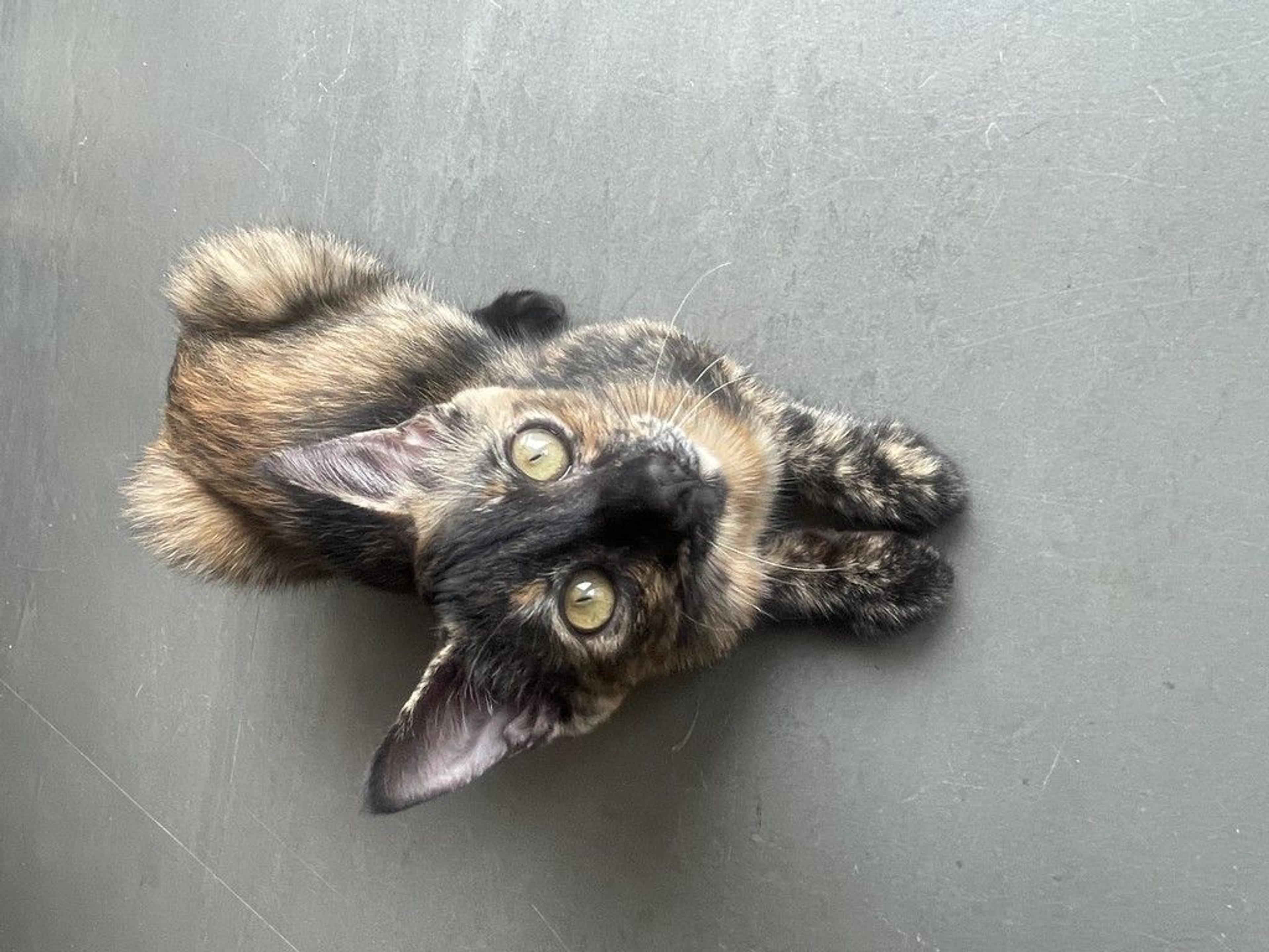 pet-image-9