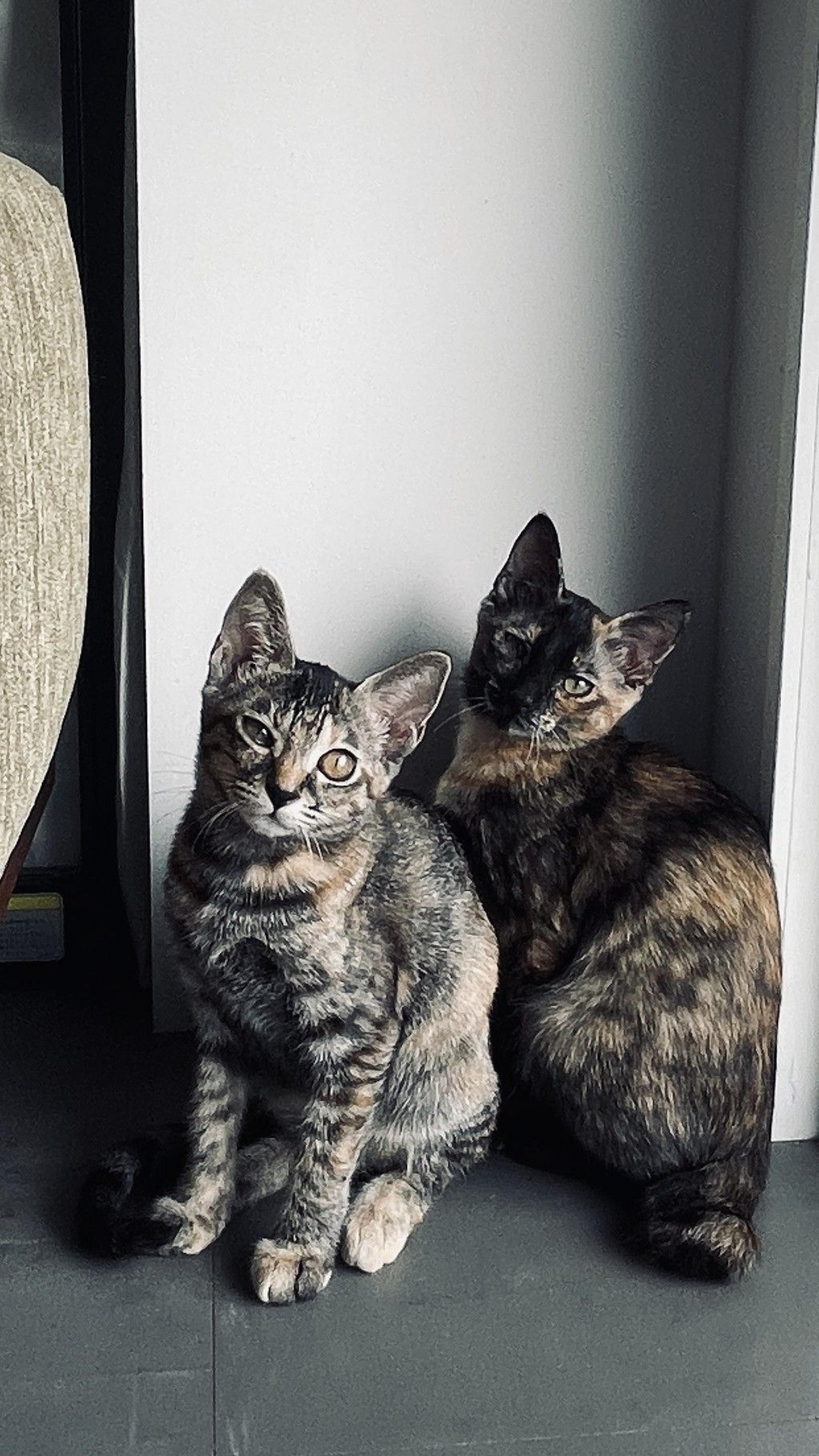 pet-image-3