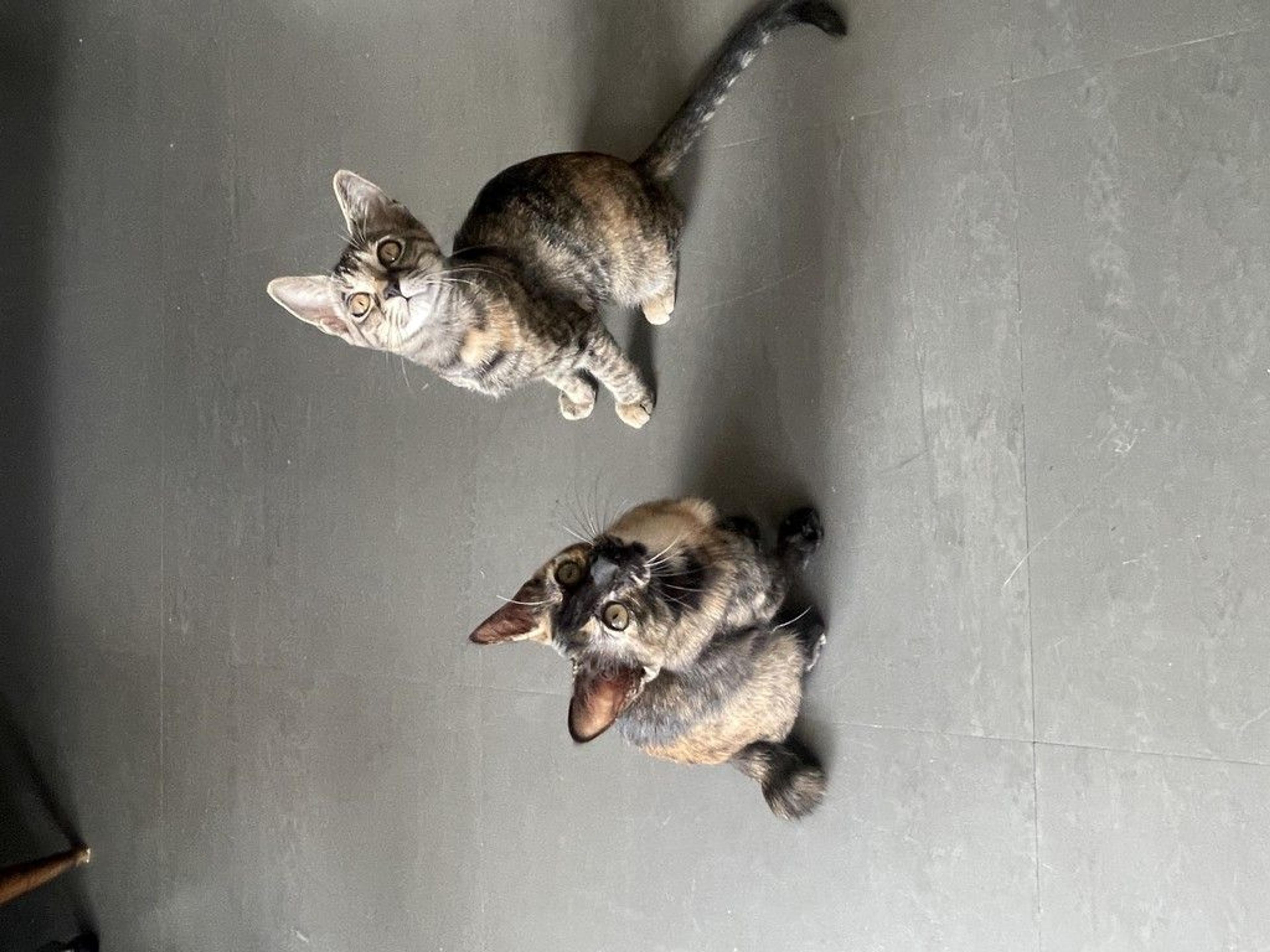 pet-image-7