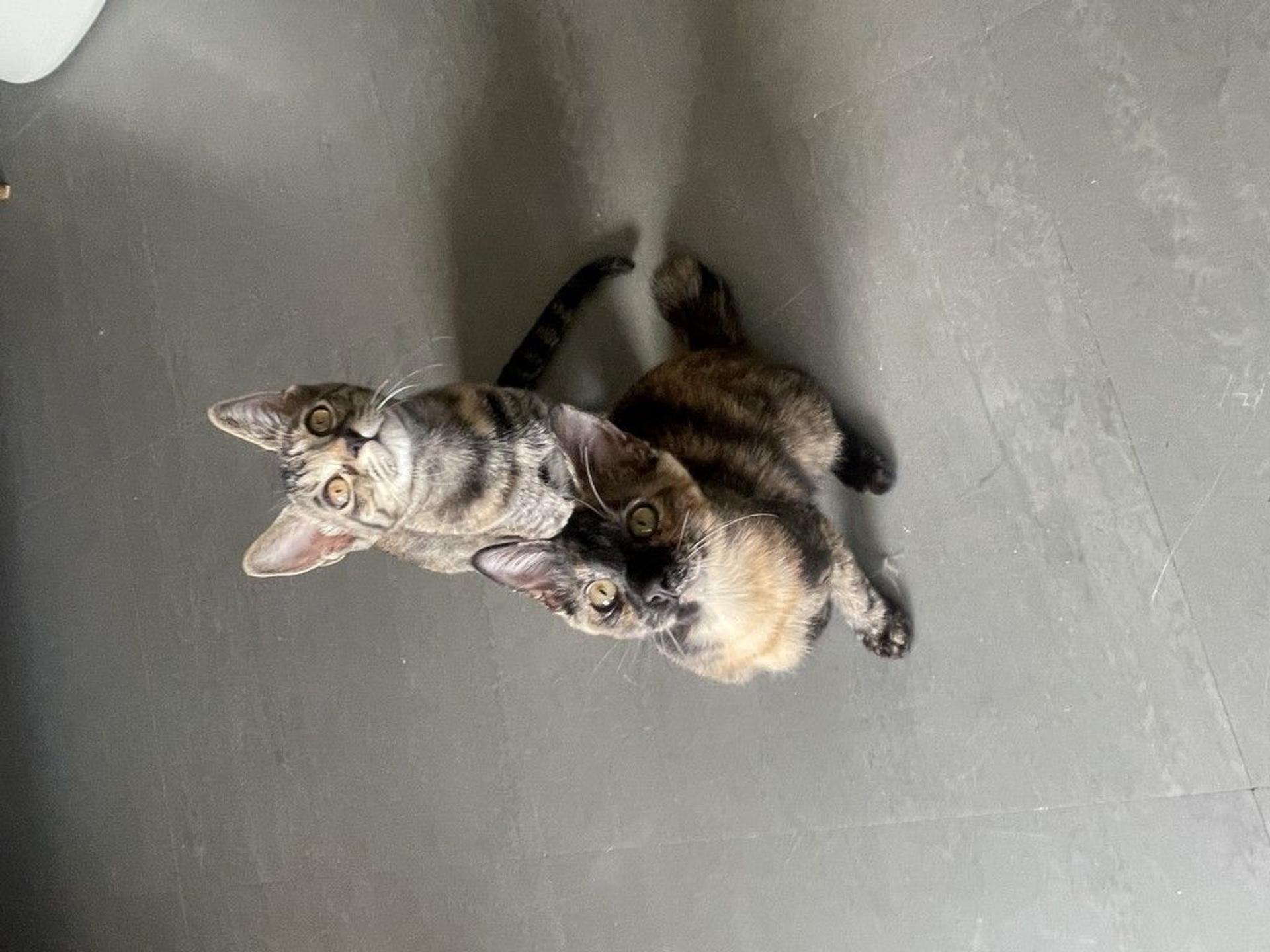 pet-image-4