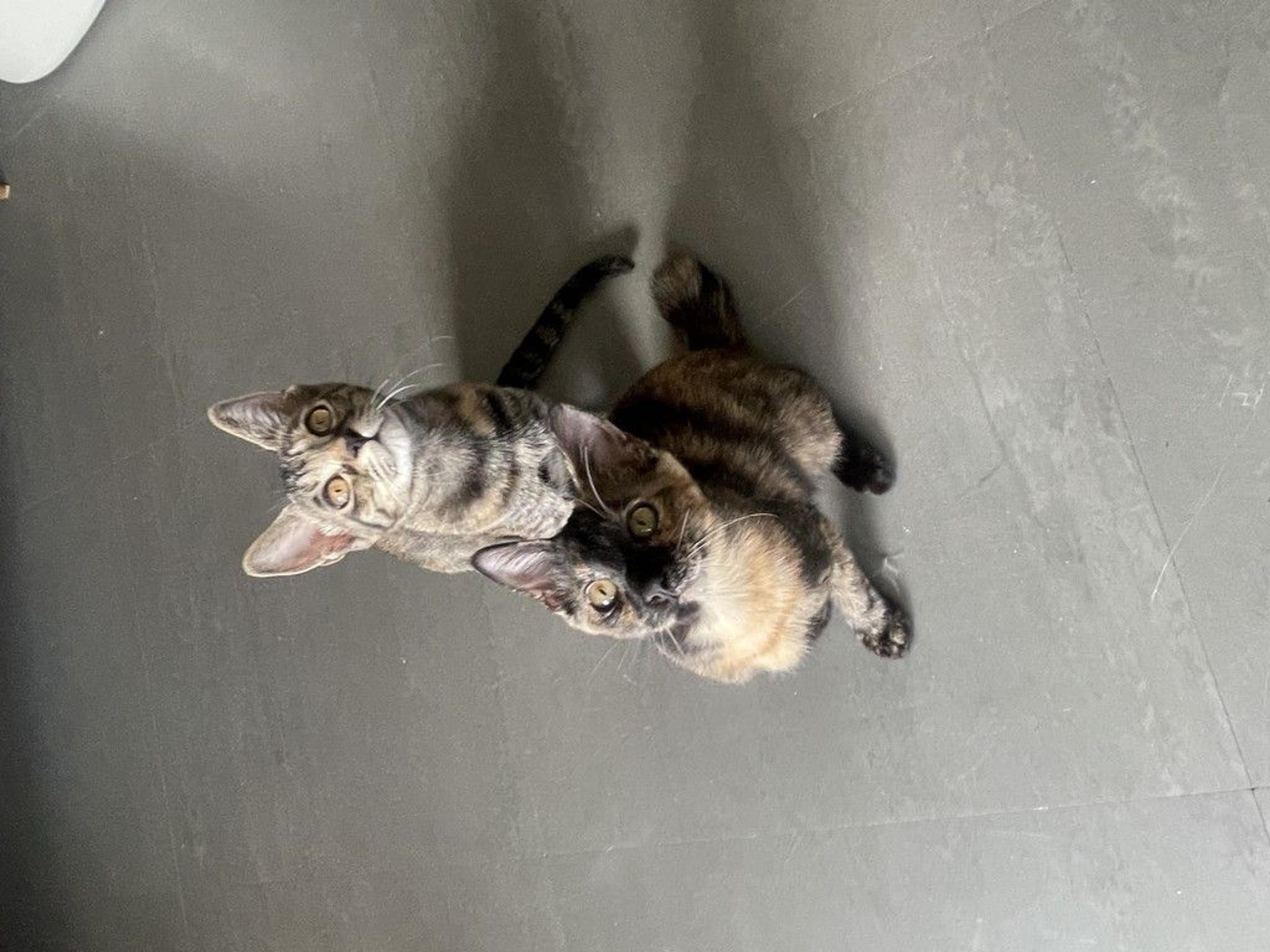 pet-image-4