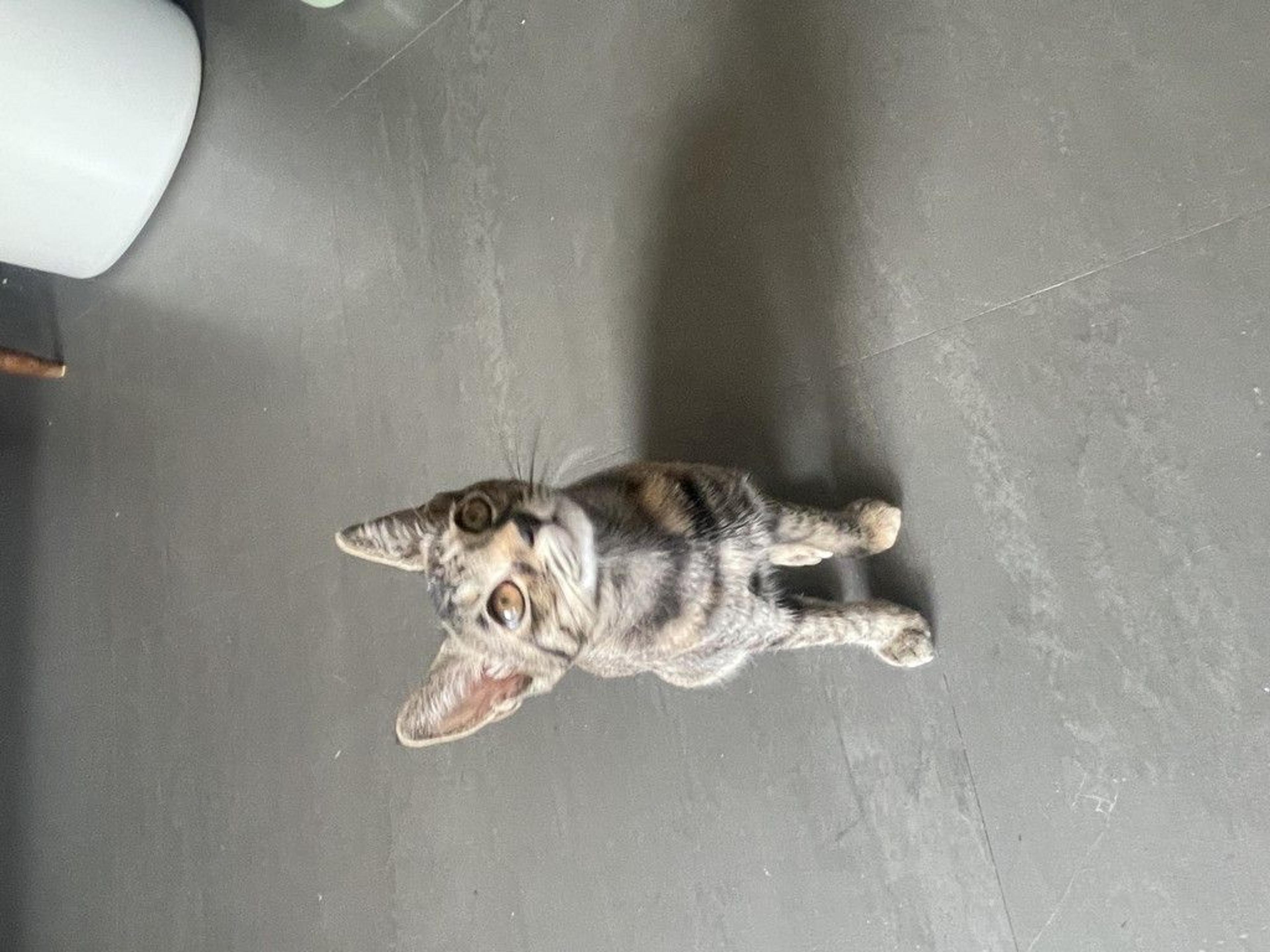 pet-image-6