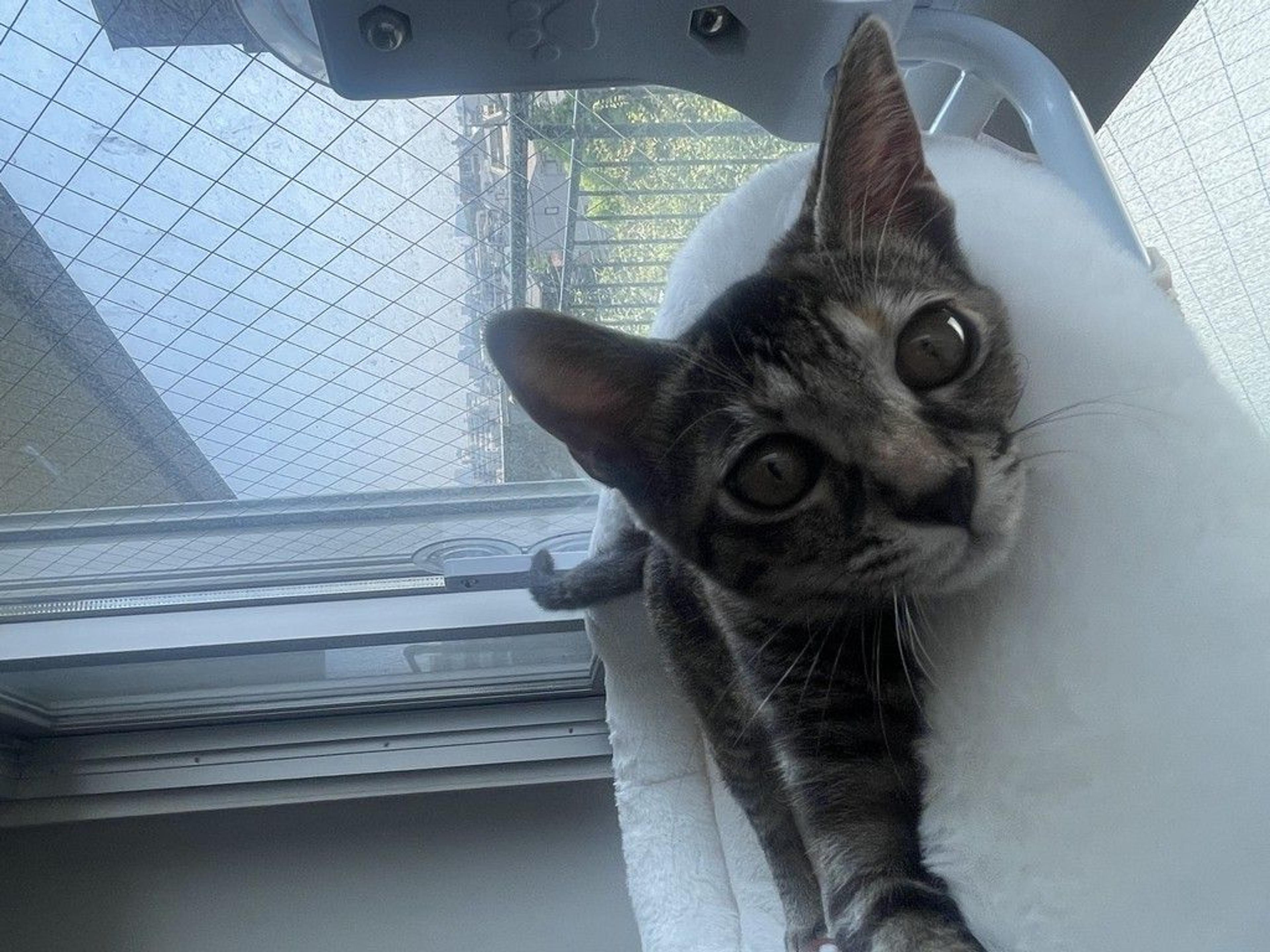 pet-image-8