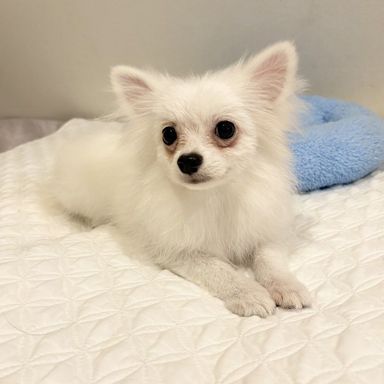 しらたま