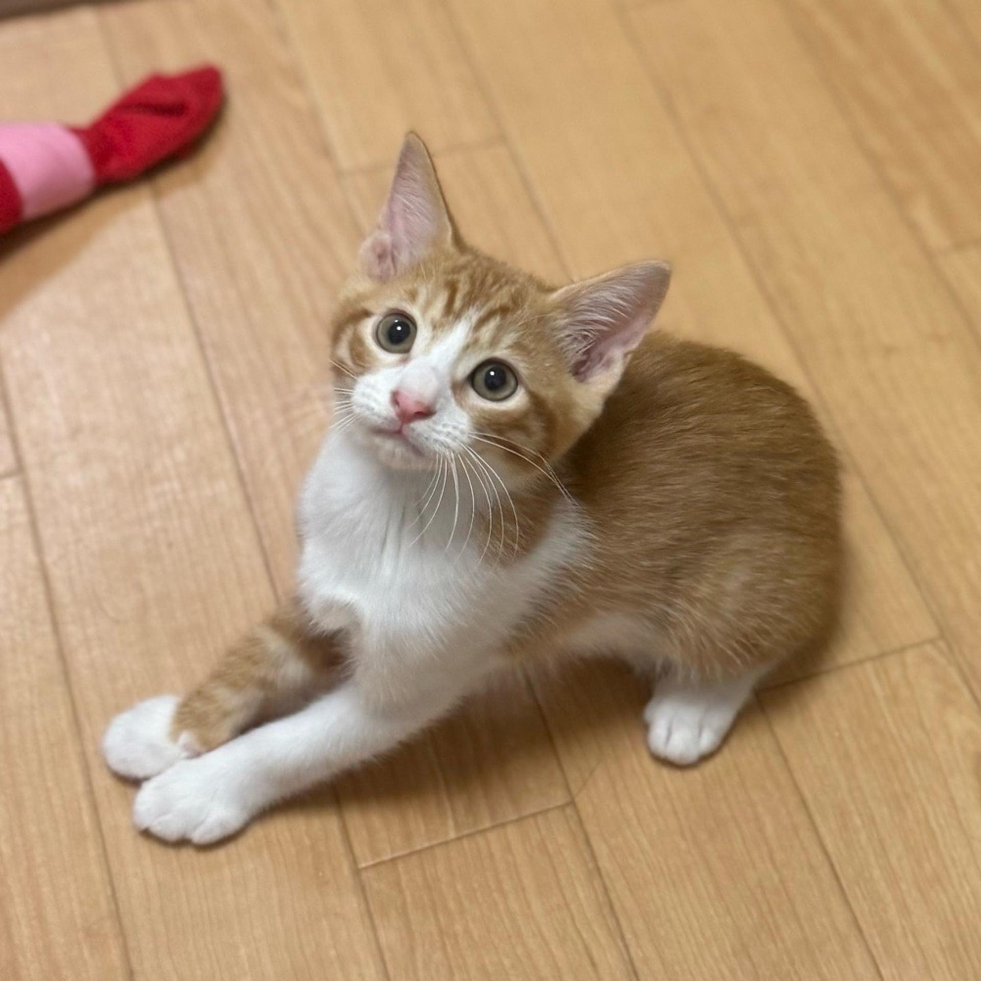 pet-image-3