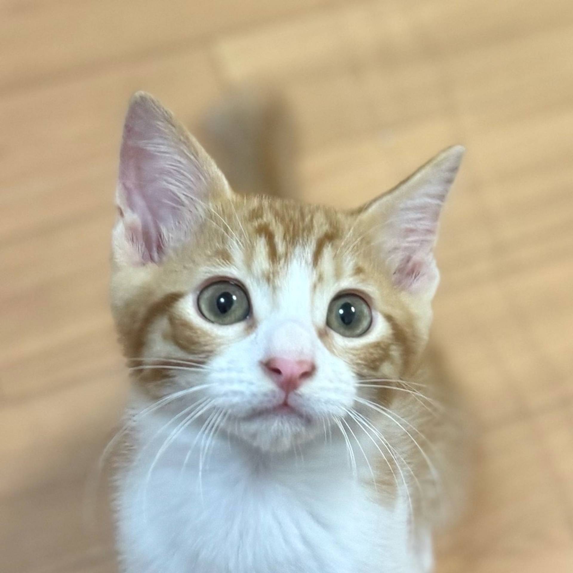 雑種（ミックス猫）・オスの里親募集の写真