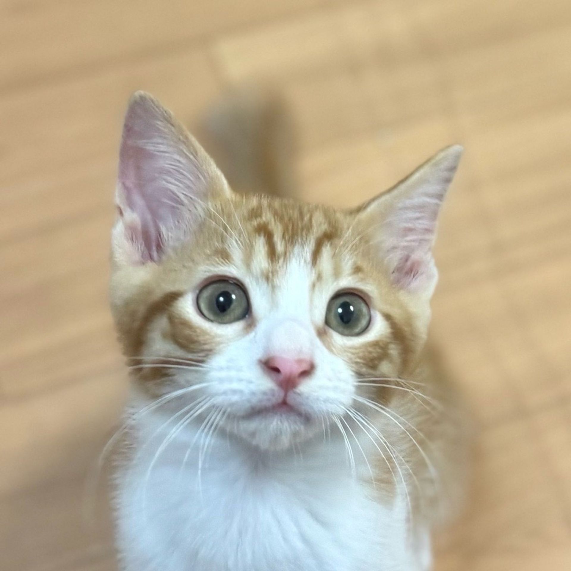 雑種（ミックス猫）・オスの里親募集の写真