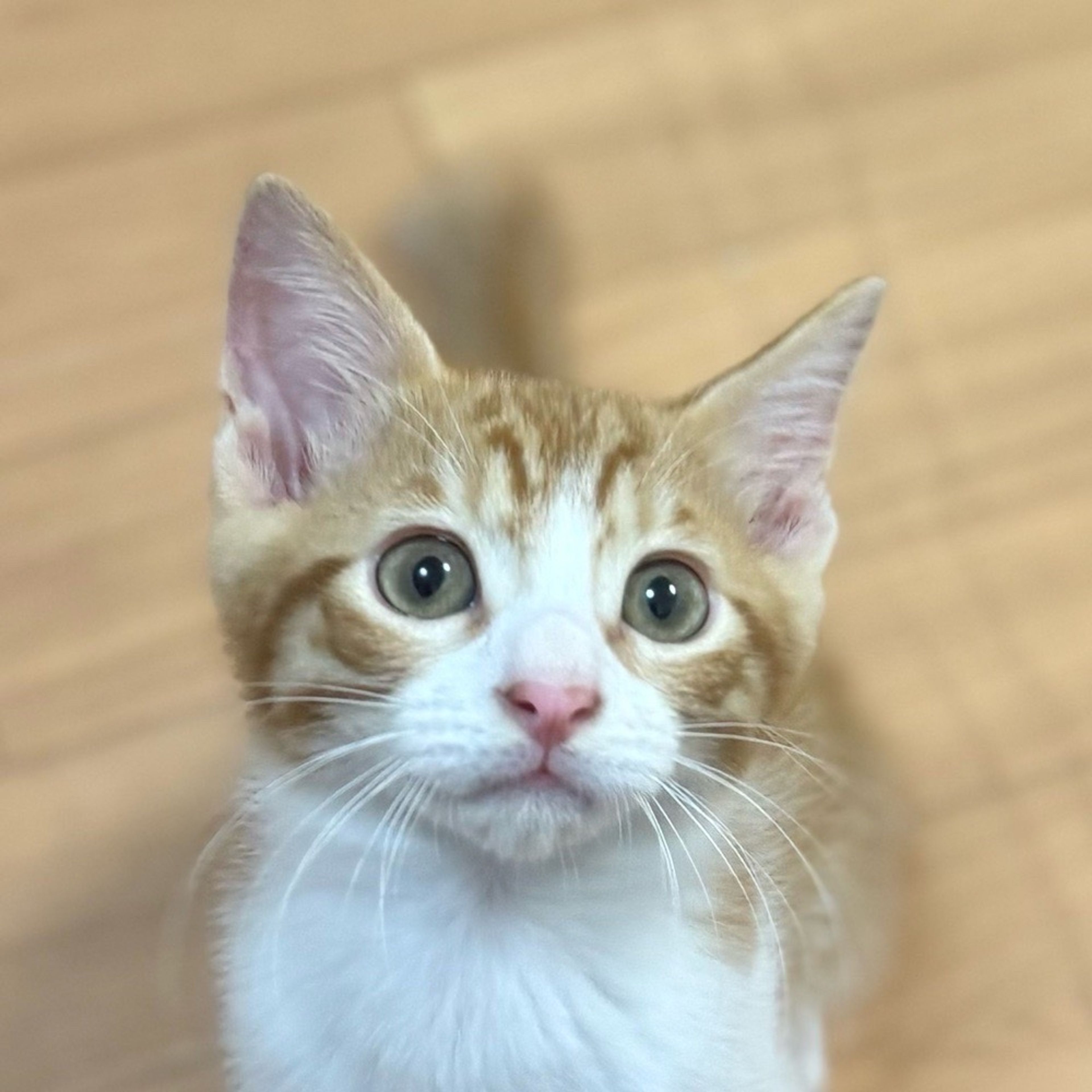 雑種（ミックス猫）・オスの里親募集の写真