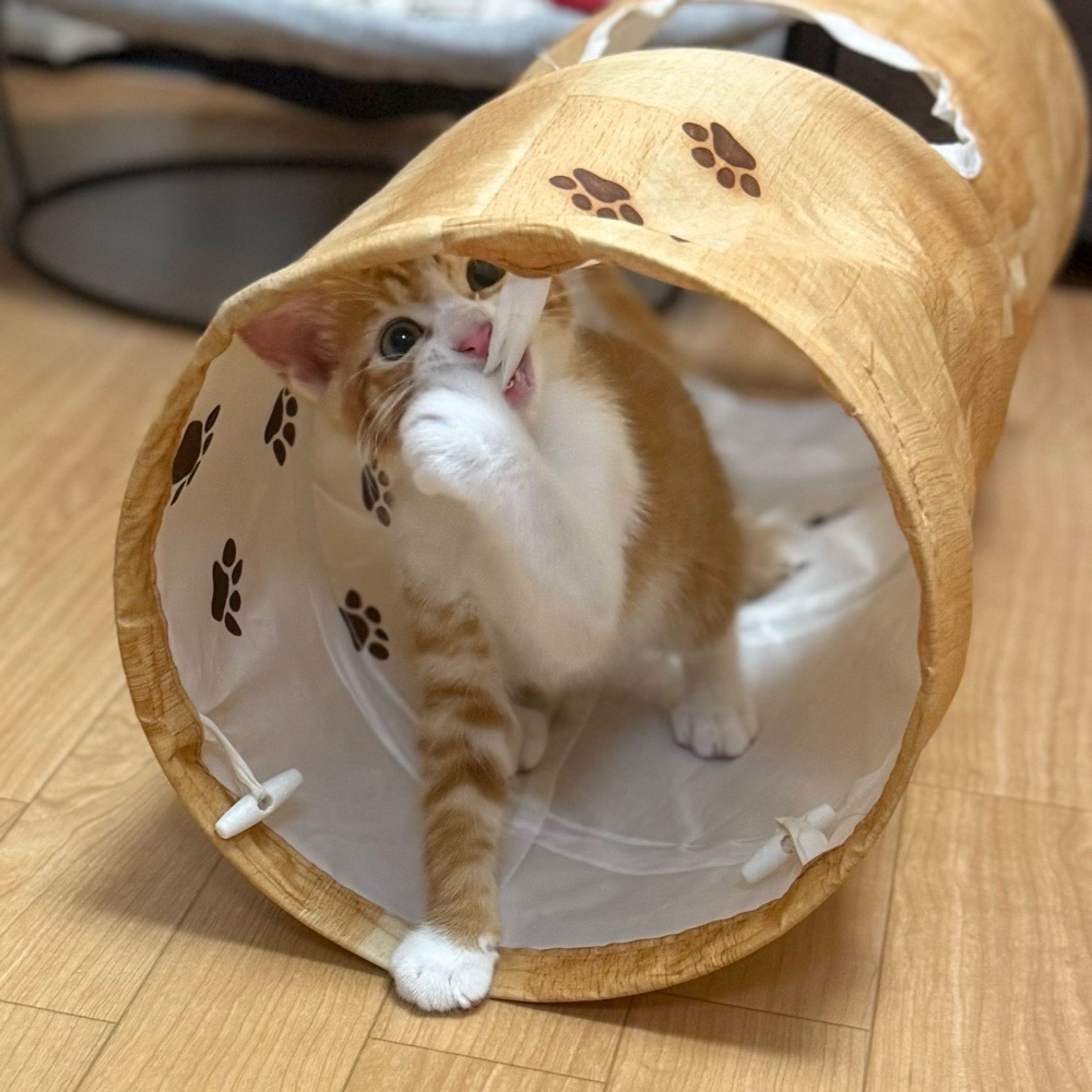 pet-image-5