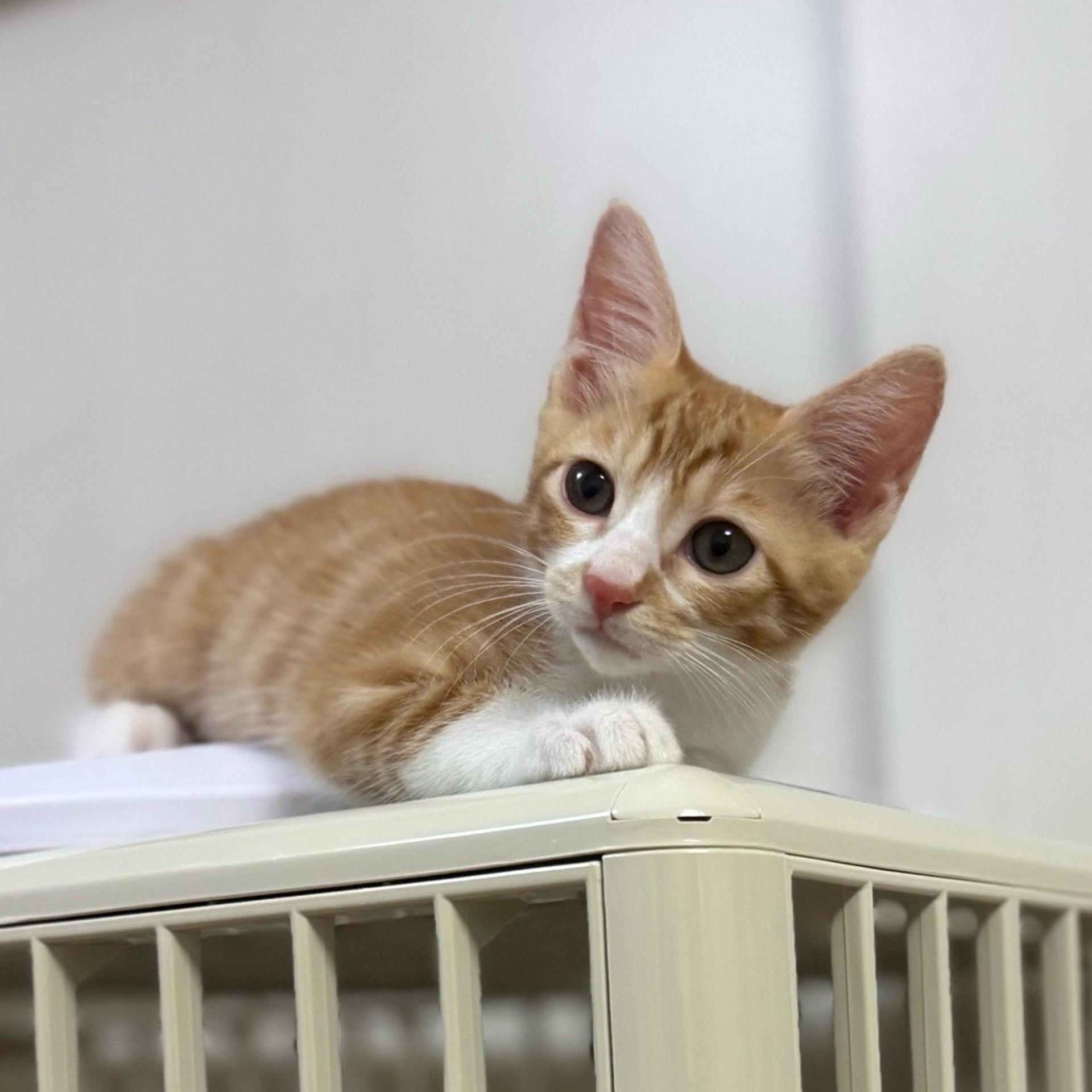 pet-image-6