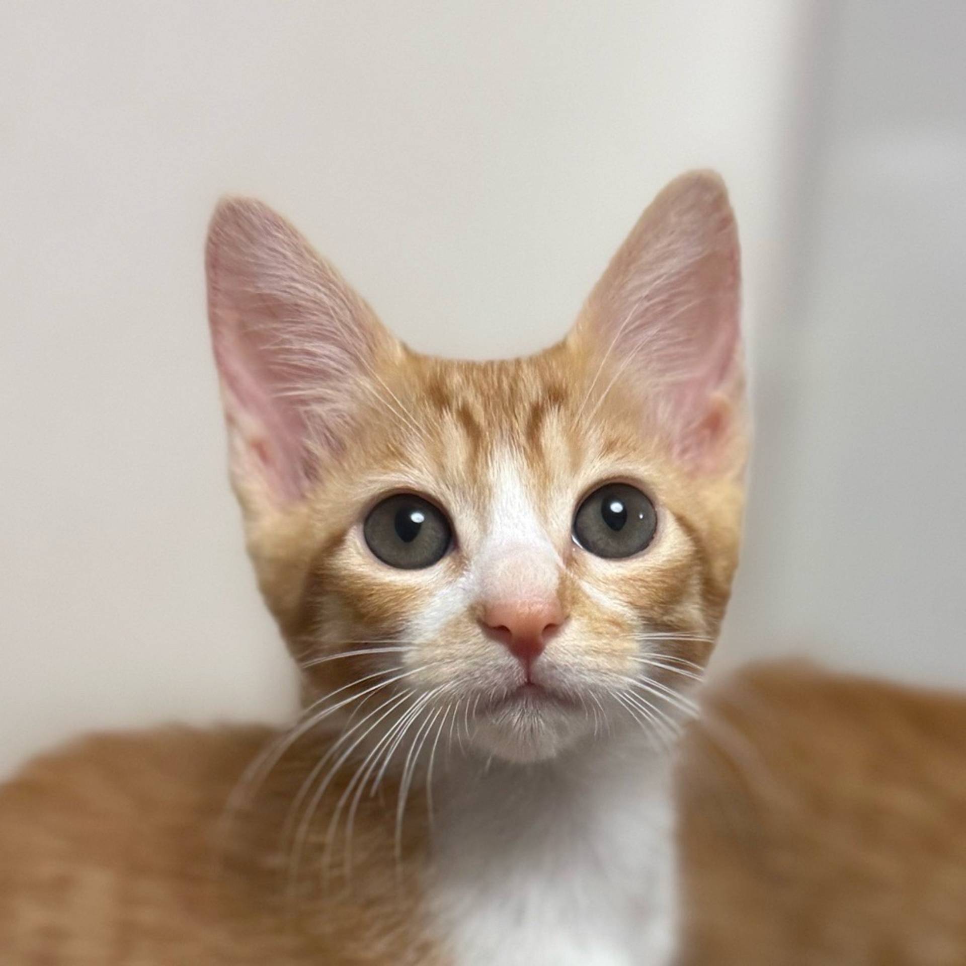 雑種（ミックス猫）・メスの里親募集の写真