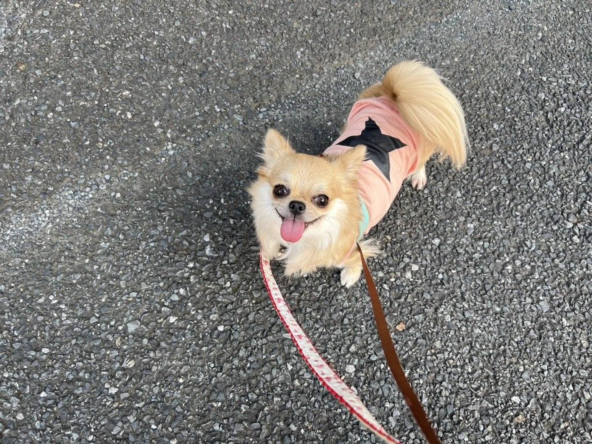 チワワ・メスの里親募集の写真