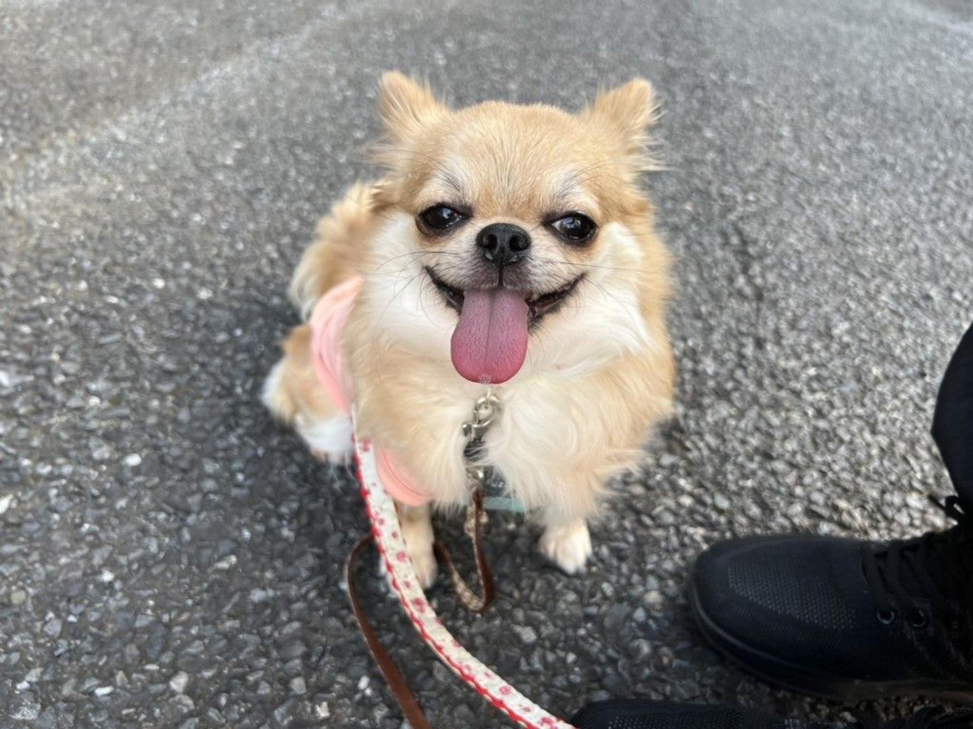 pet-image-3