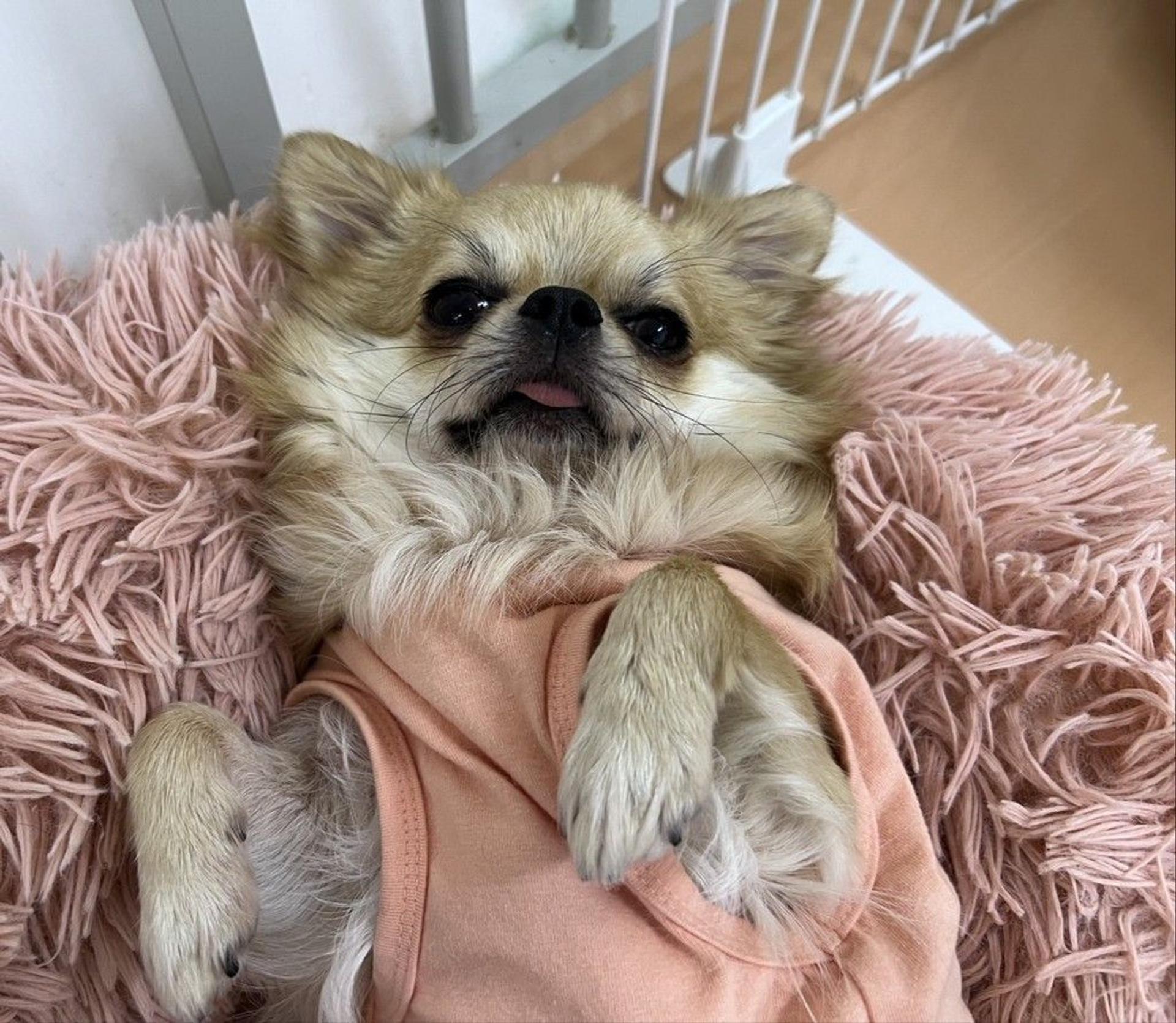 pet-image-4