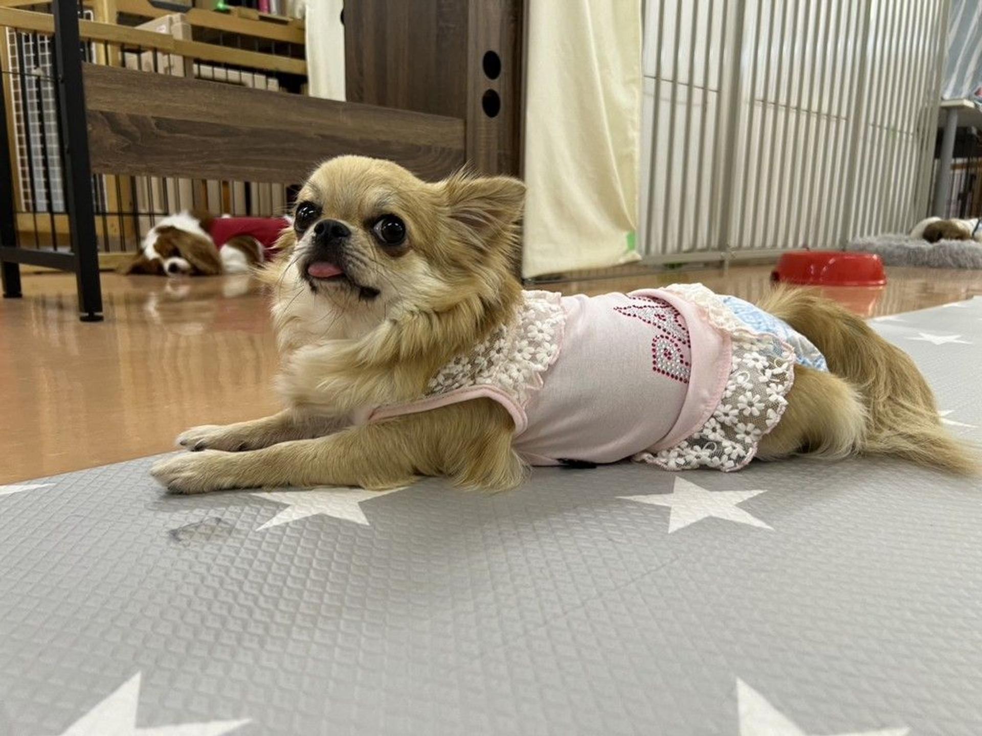 pet-image-2