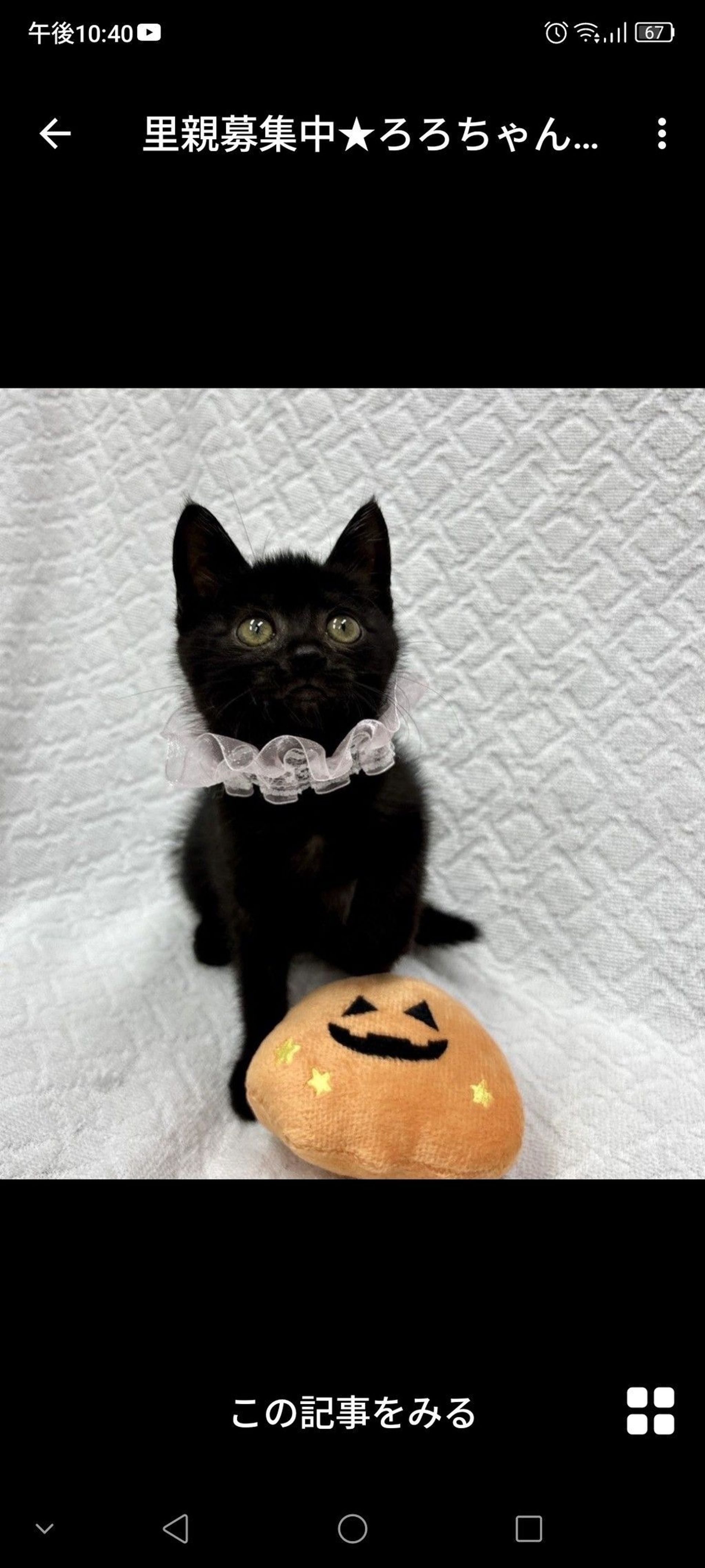雑種（ミックス猫）・メスの里親募集の写真