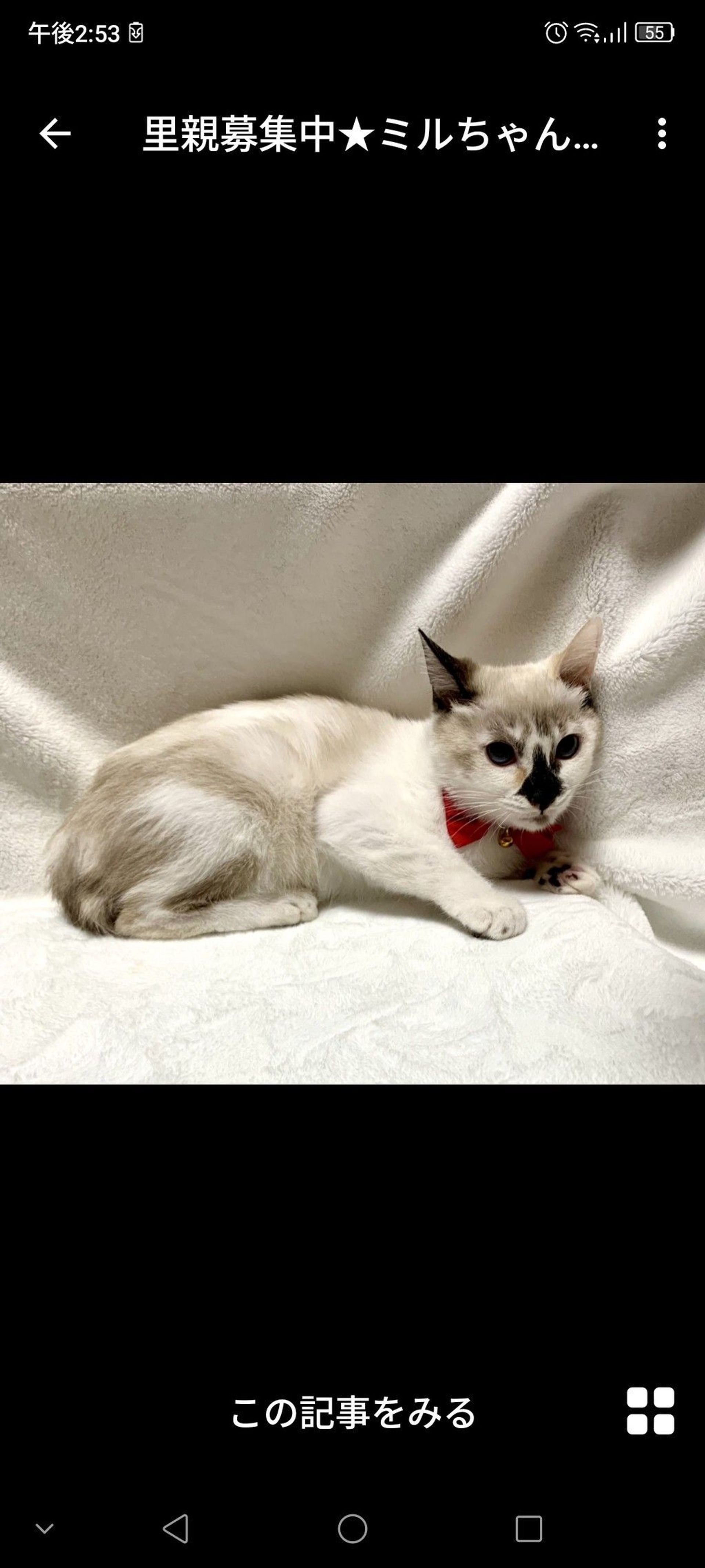 雑種（ミックス猫）・メスの里親募集の写真
