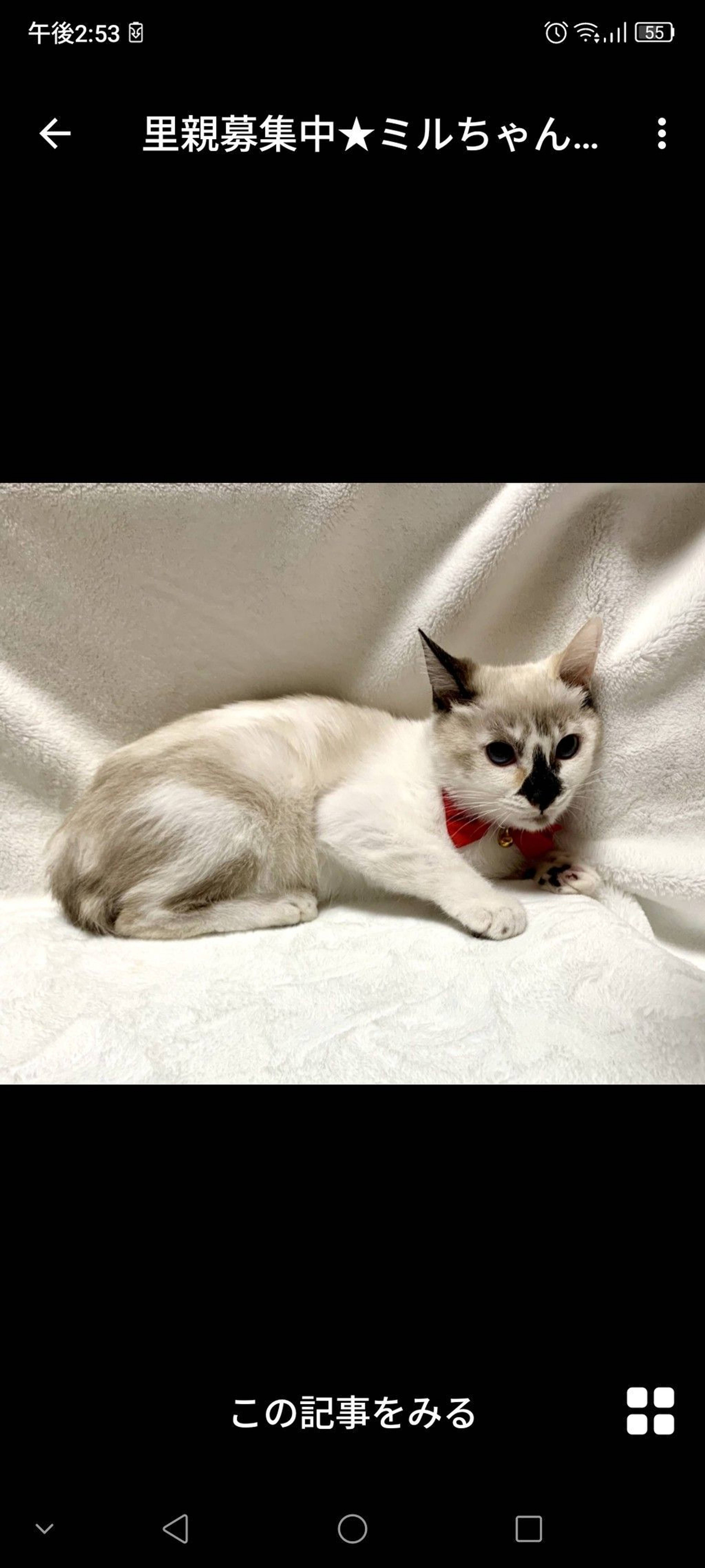 雑種（ミックス猫）・メスの里親募集の写真