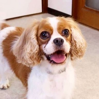 キャバリア・キング・チャールズ・スパニエル・メスの里親募集の写真