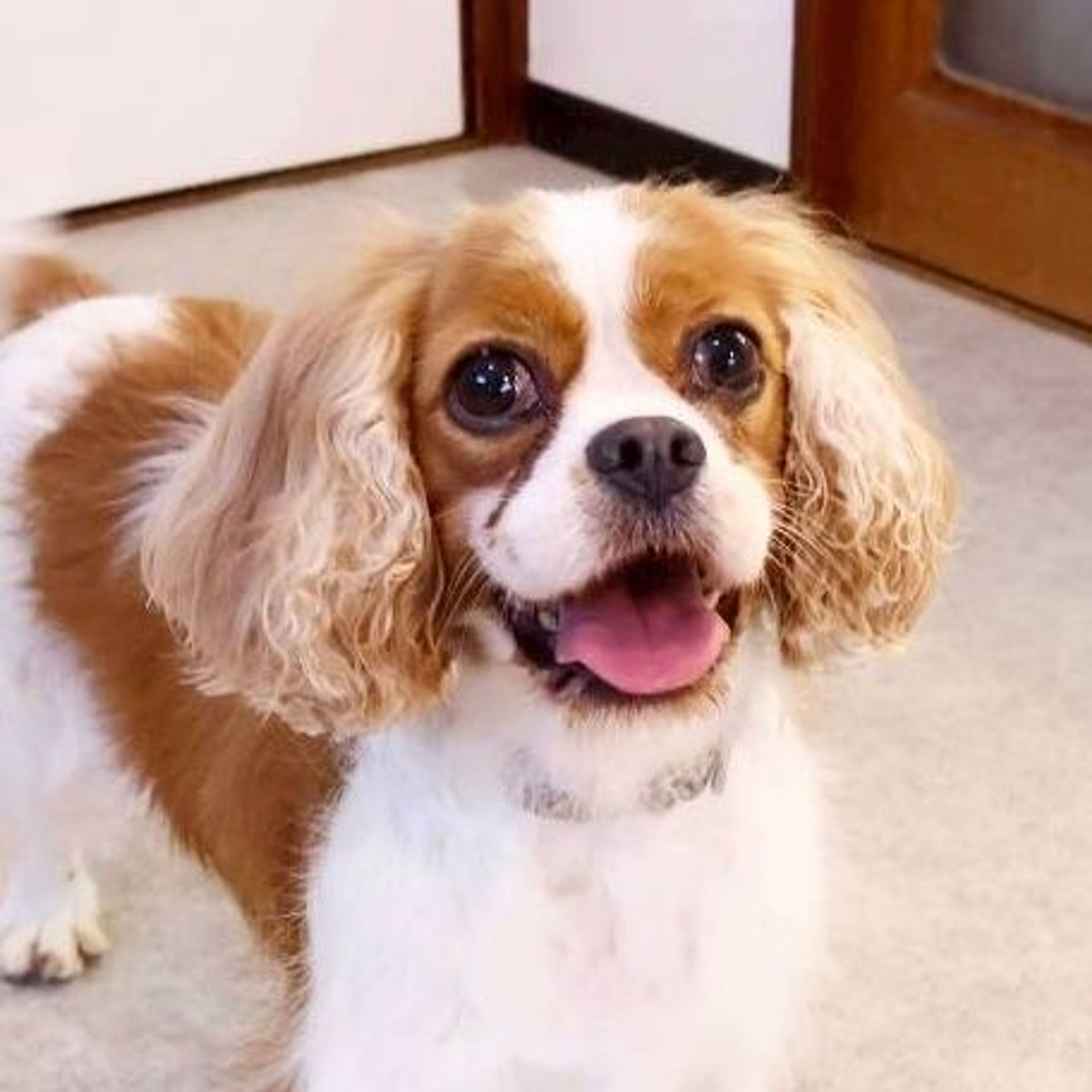 キャバリア・キング・チャールズ・スパニエル・メスの里親募集の写真
