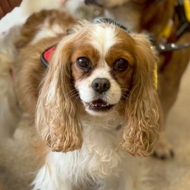 キャバリア・キング・チャールズ・スパニエル・メスの里親募集の写真