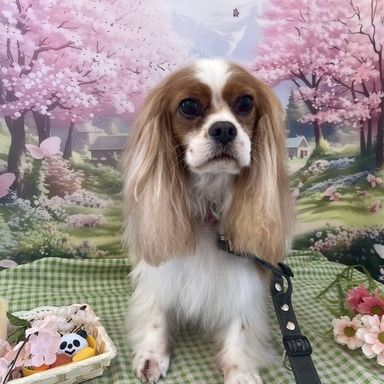 キャバリア・キング・チャールズ・スパニエル・メスの里親募集の写真