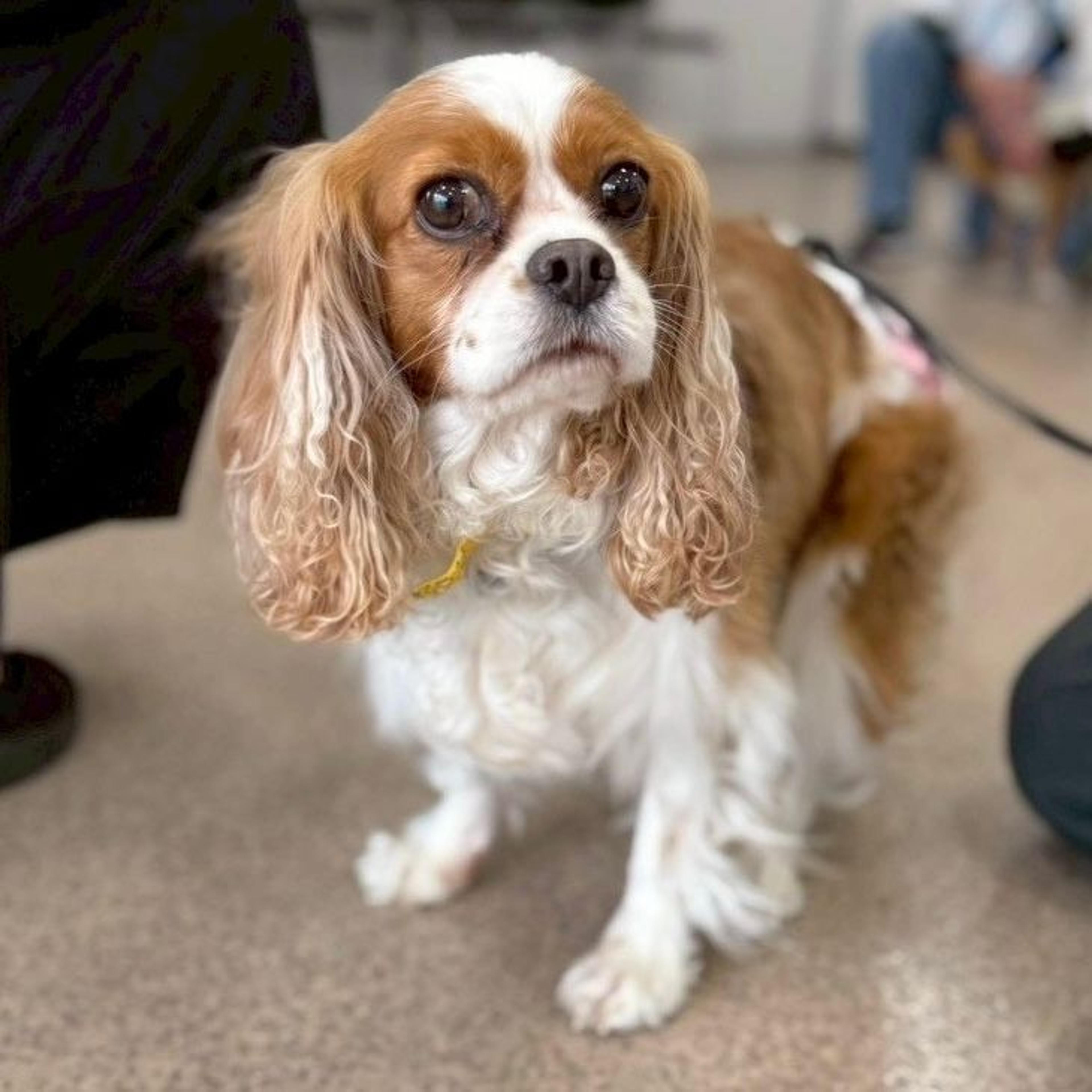pet-image-2
