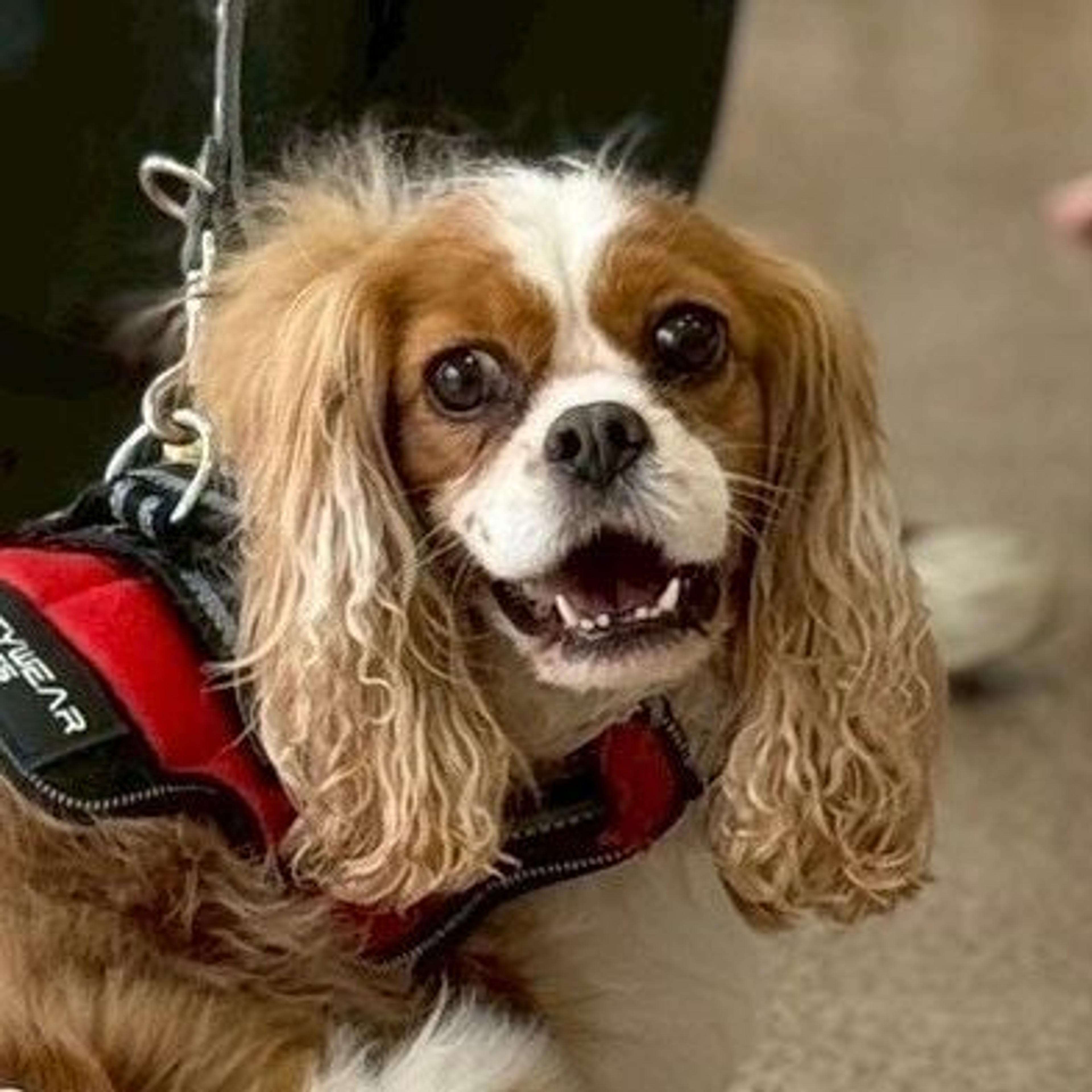 pet-image-3