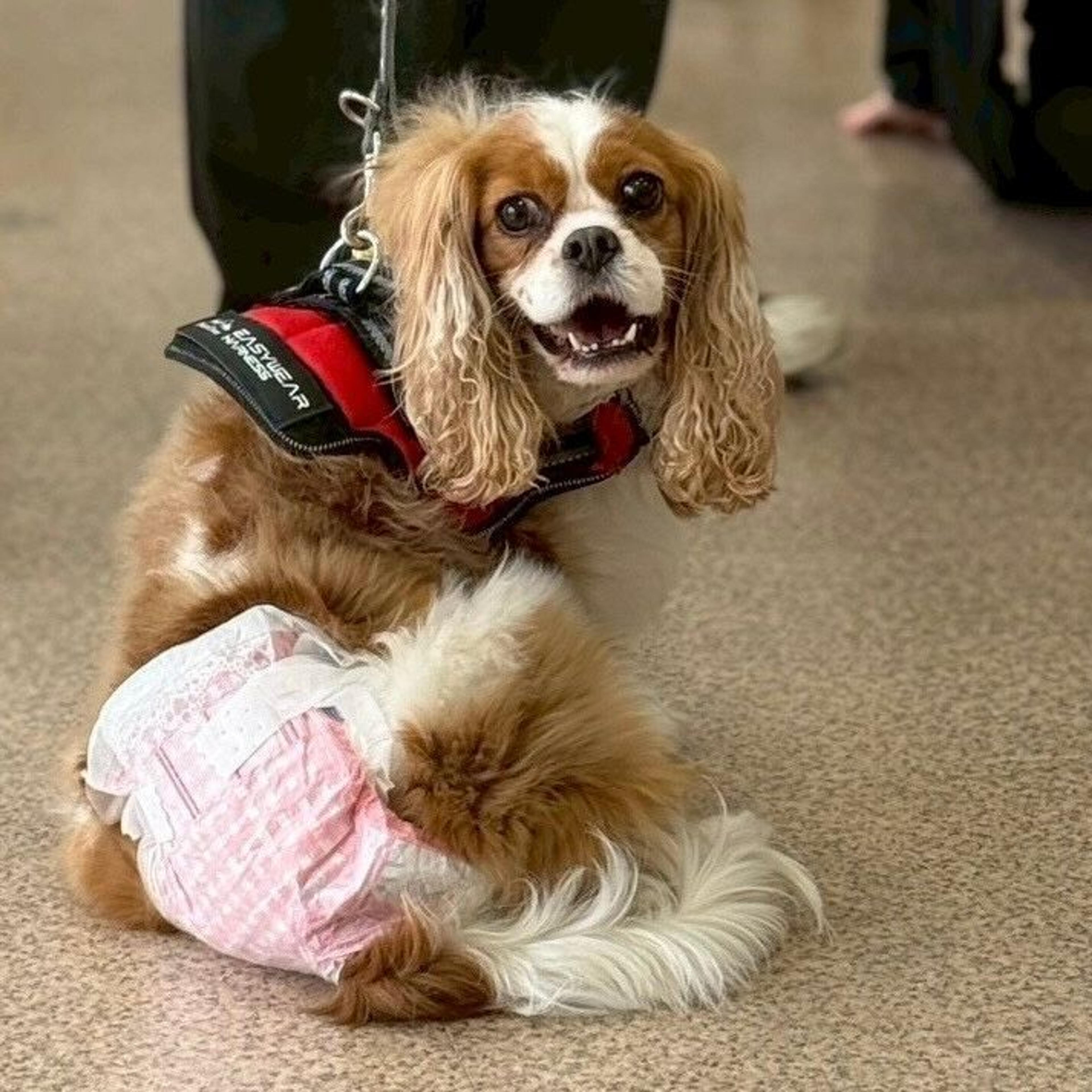 pet-image-4