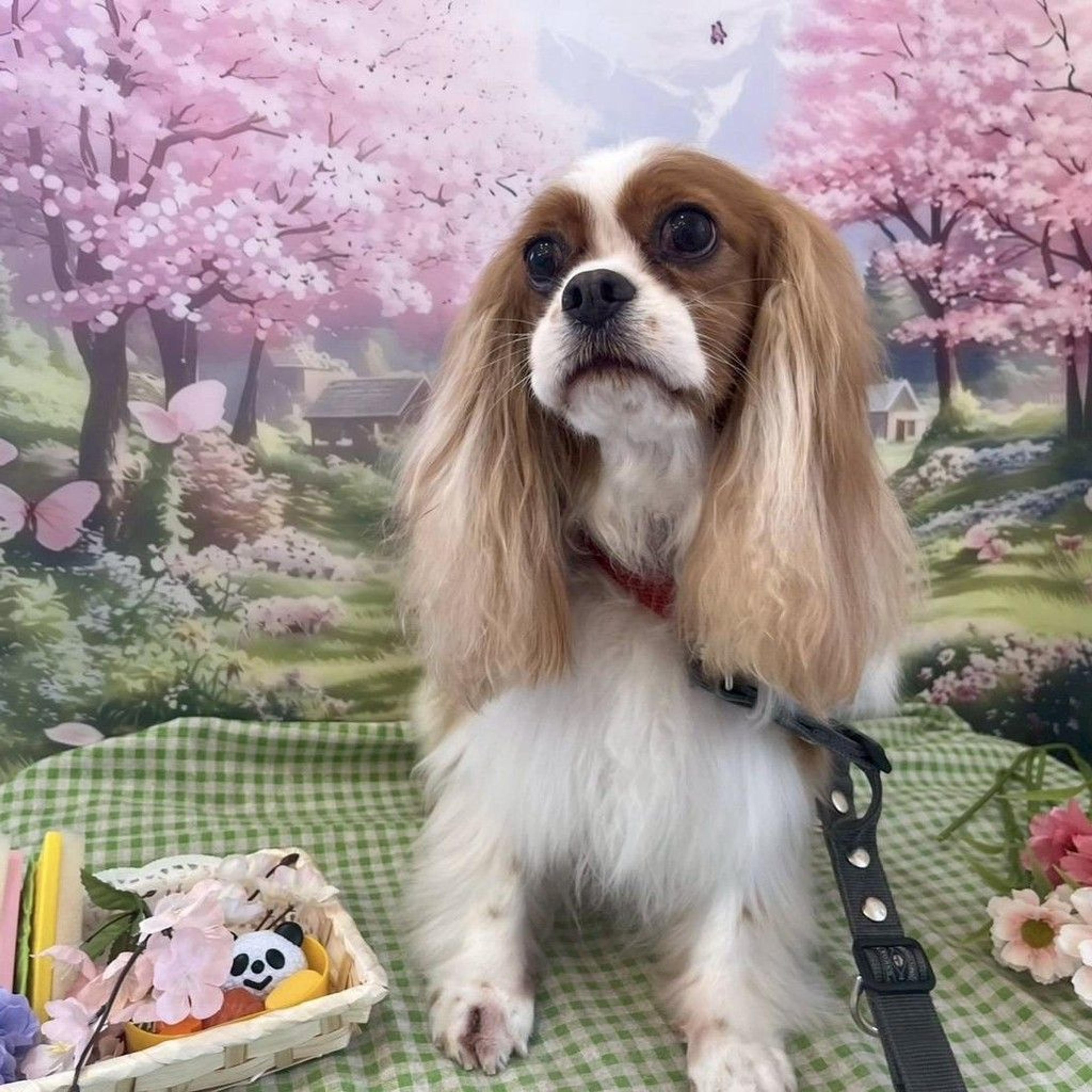 pet-image-8