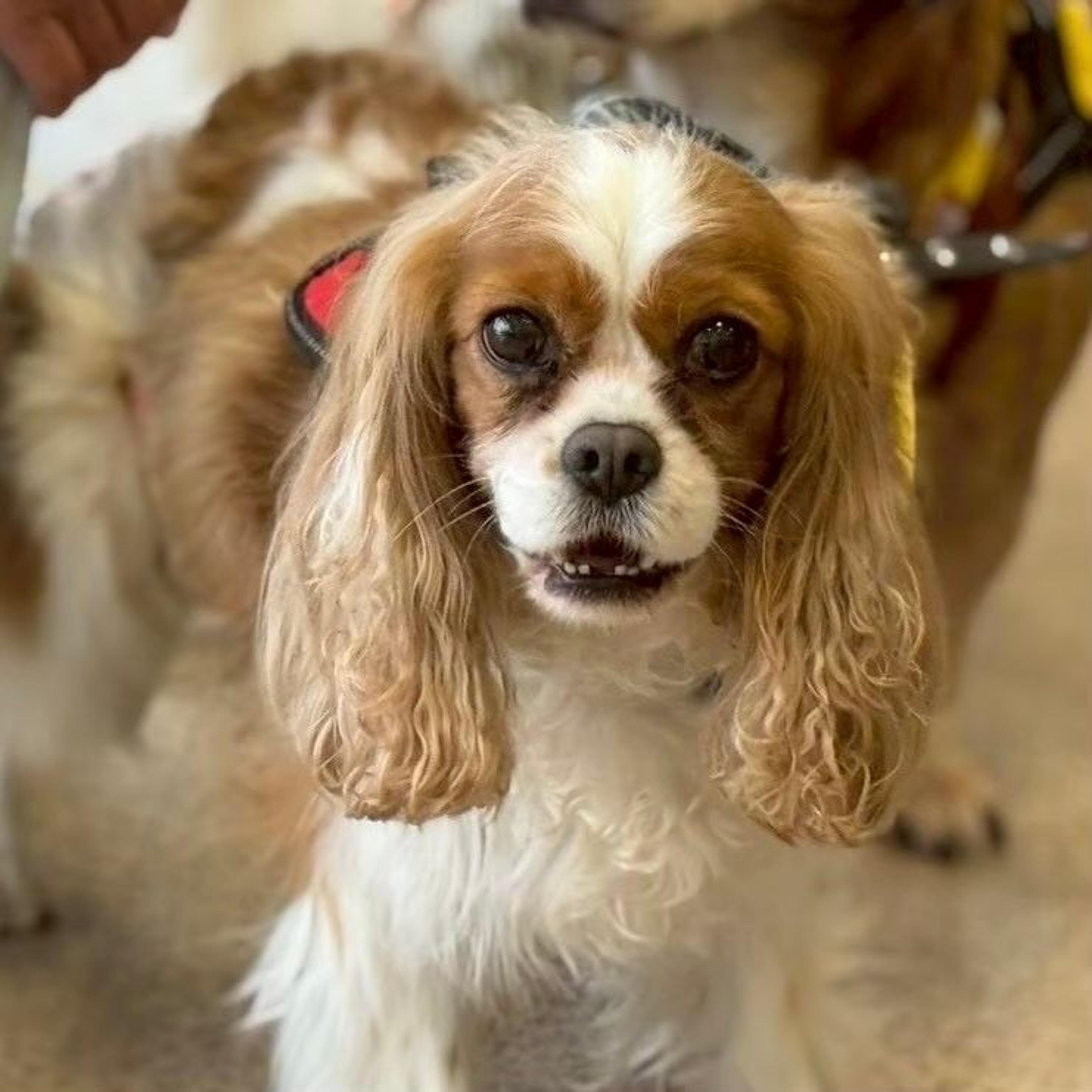 pet-image-9