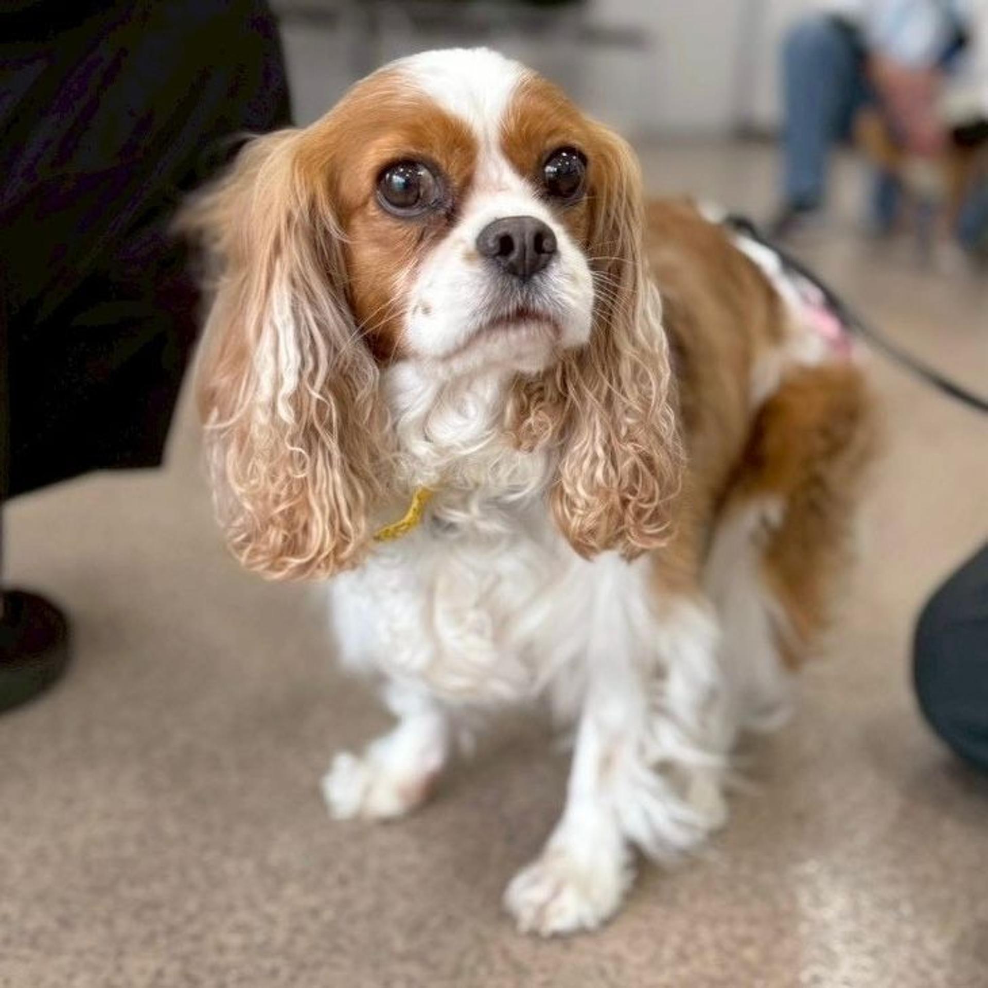 pet-image-2