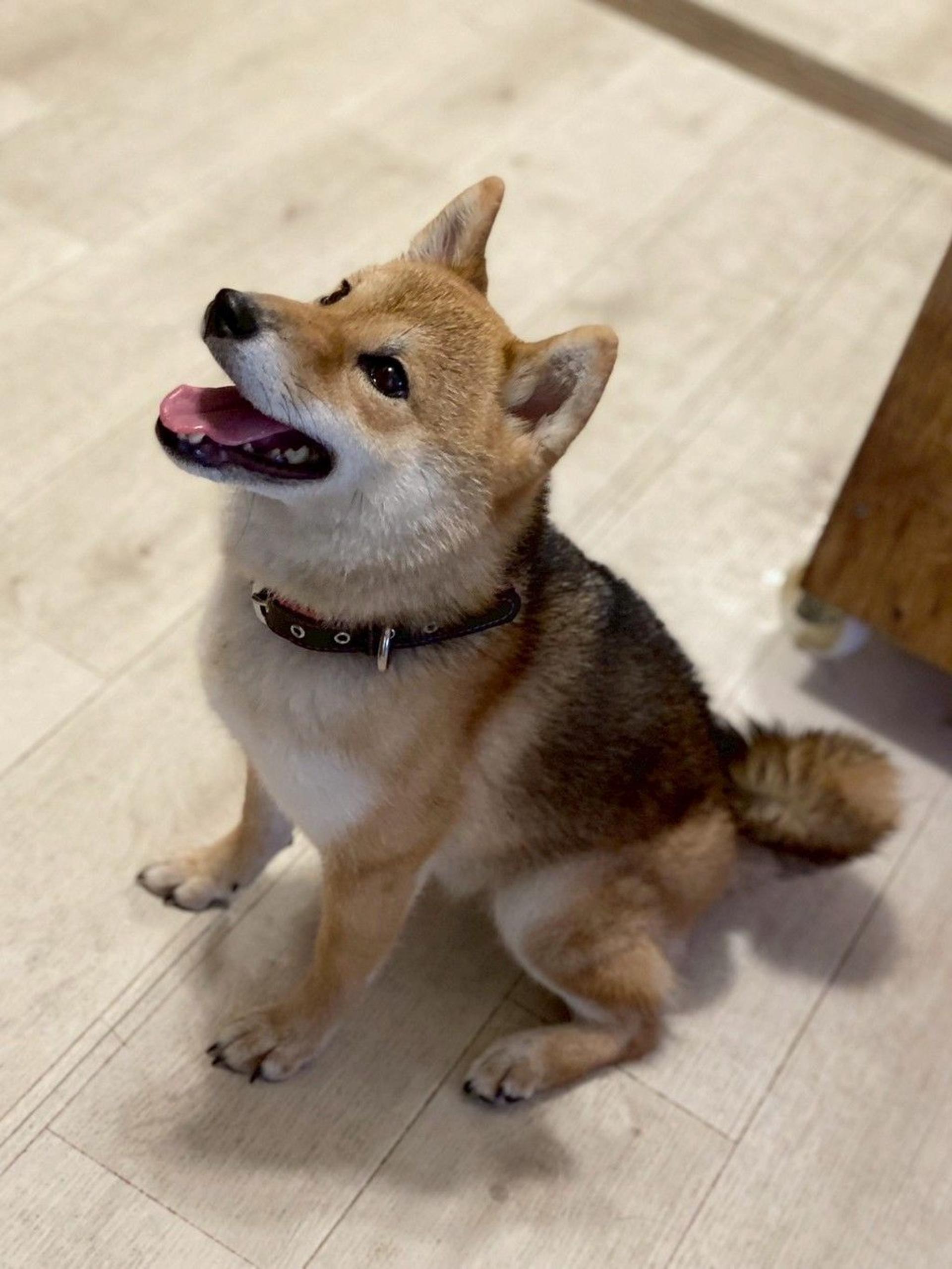 pet-image-7