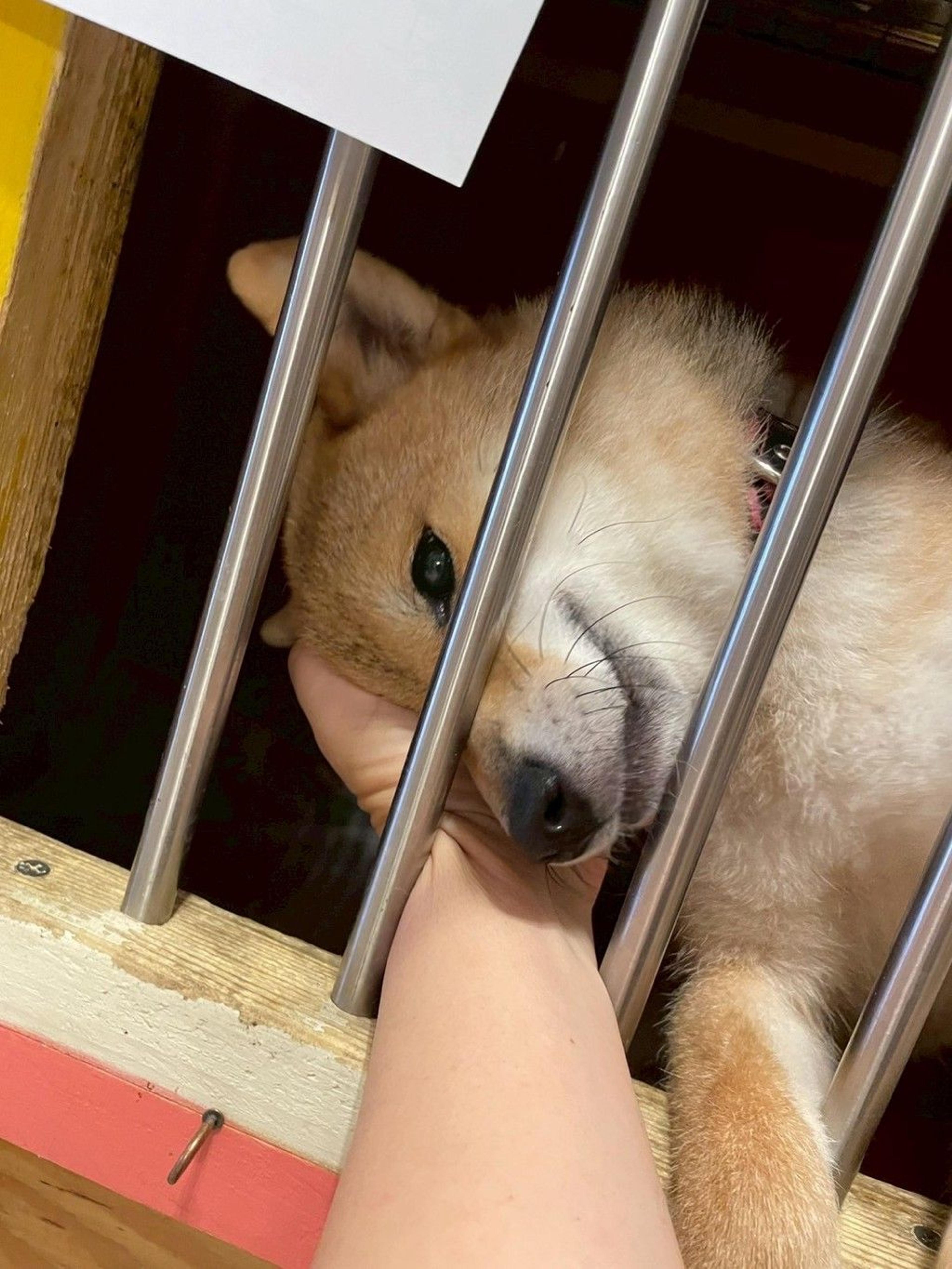 pet-image-6