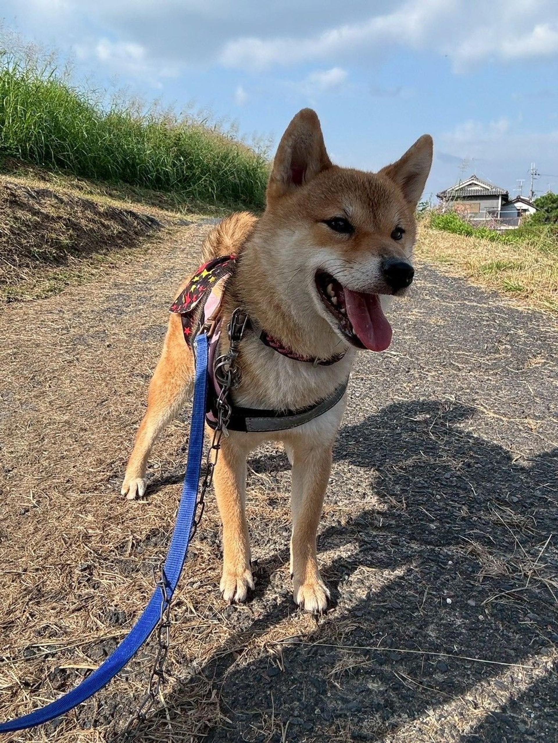 pet-image-4