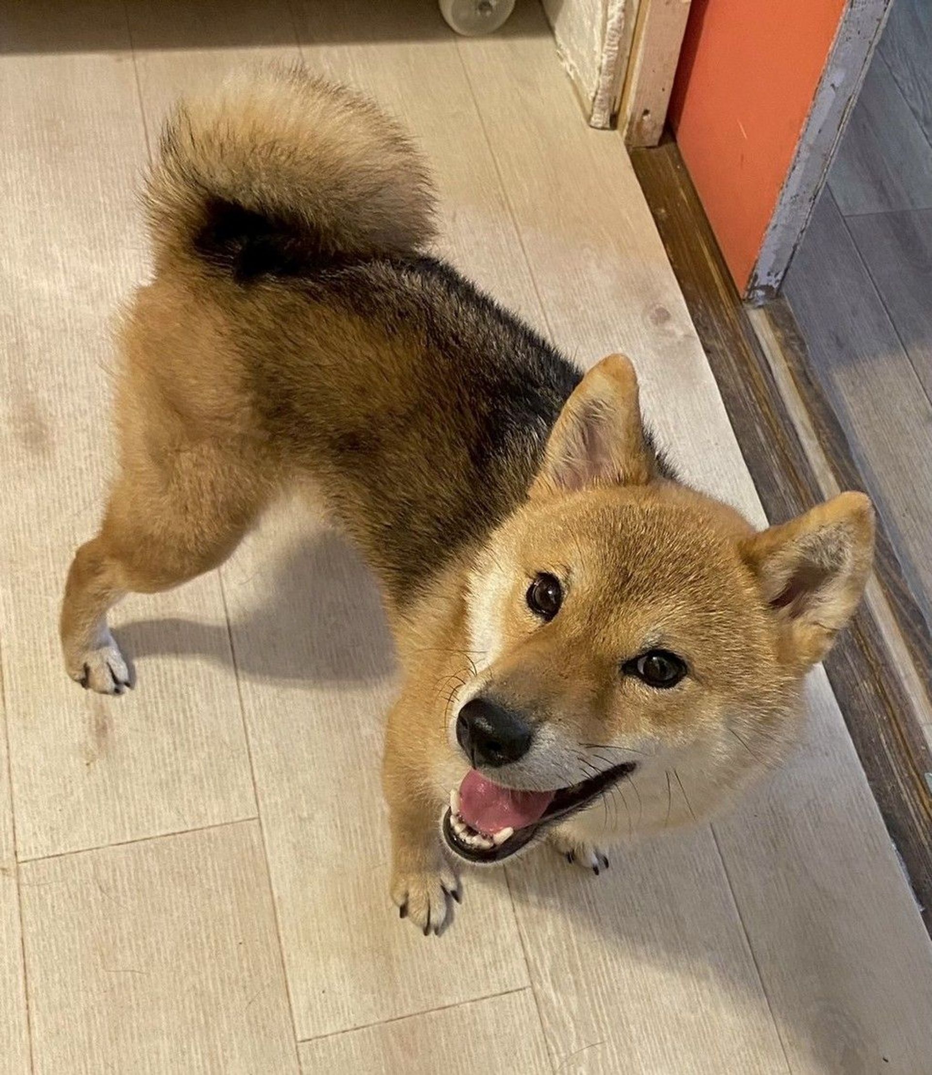 柴犬・メスの里親募集の写真