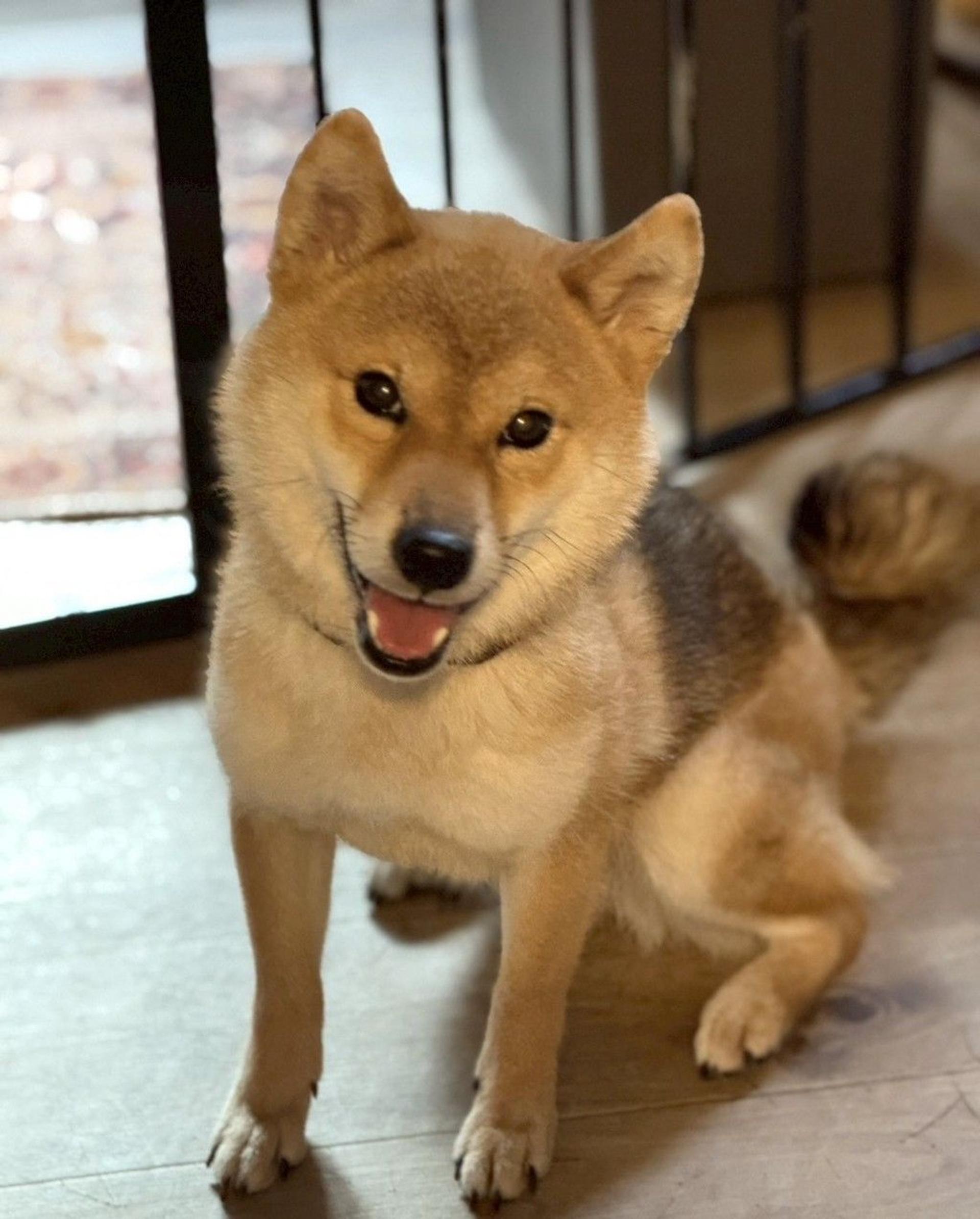 pet-image-3