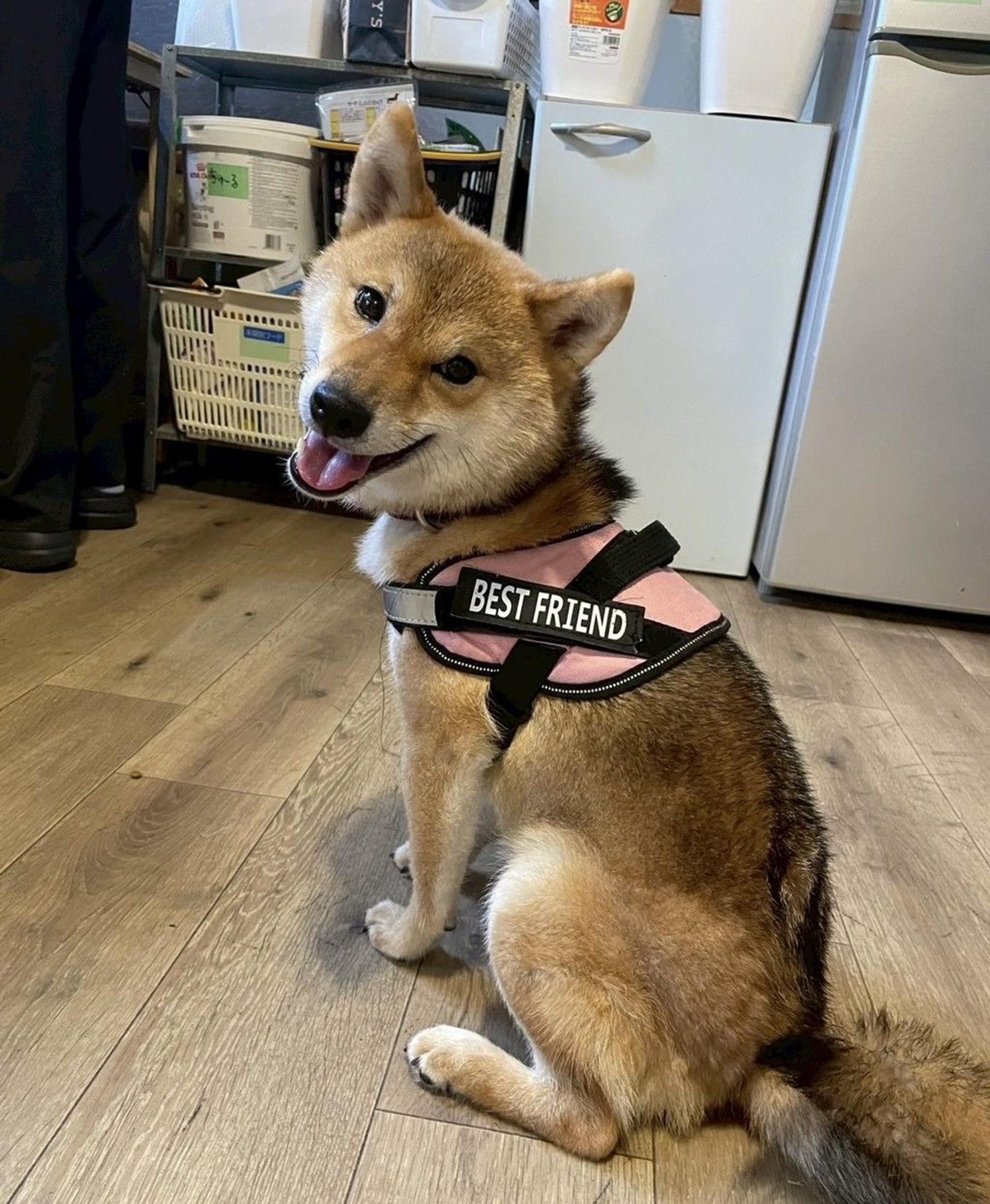 pet-image-2