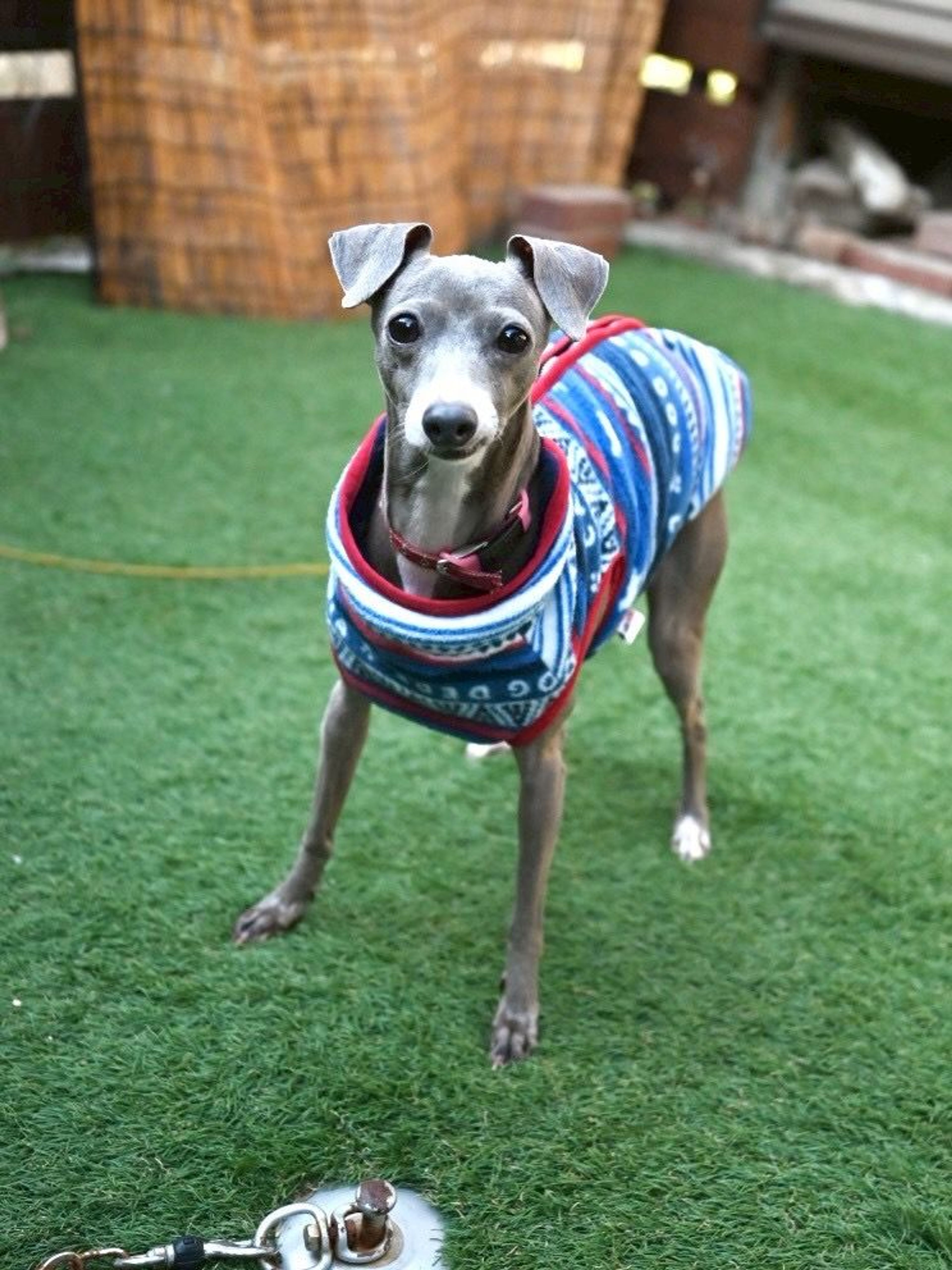 イタリアン・グレーハウンド・メスの里親募集の写真