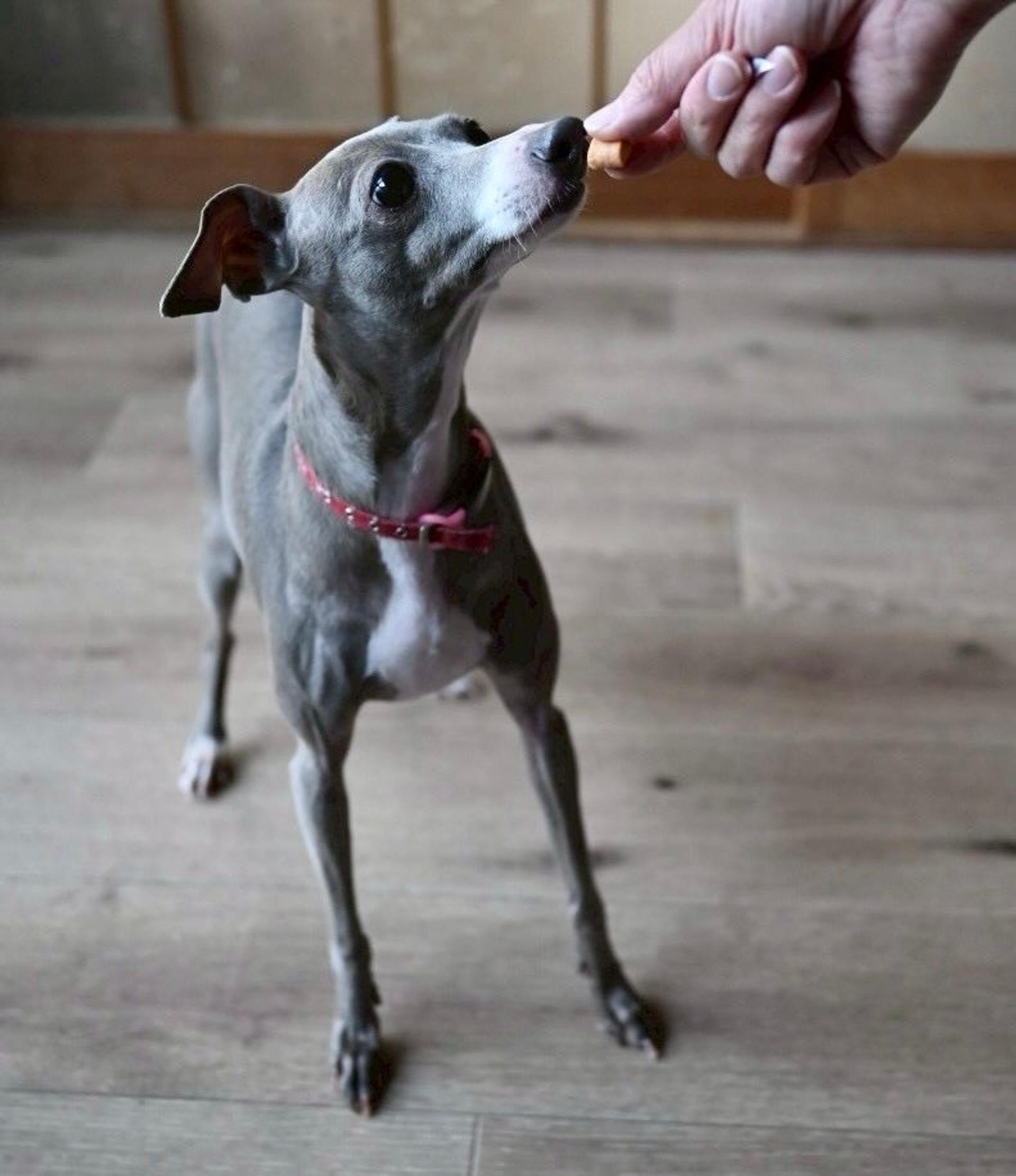 pet-image-5