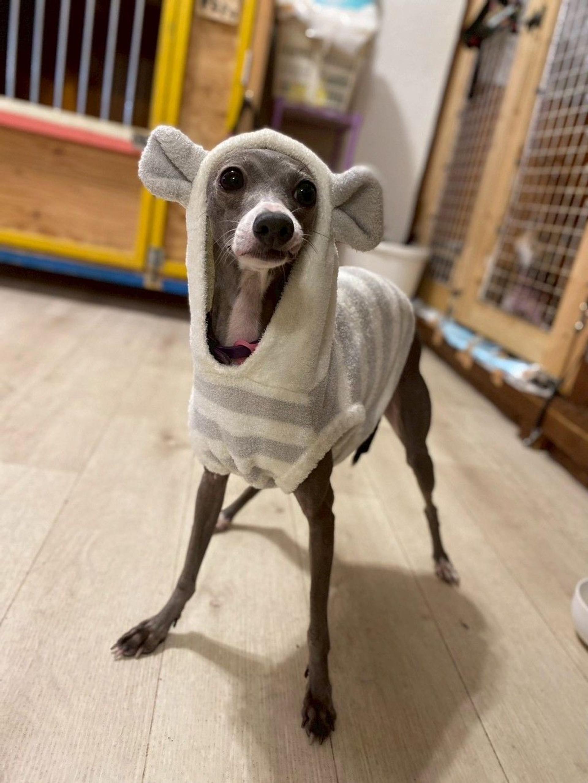 pet-image-7