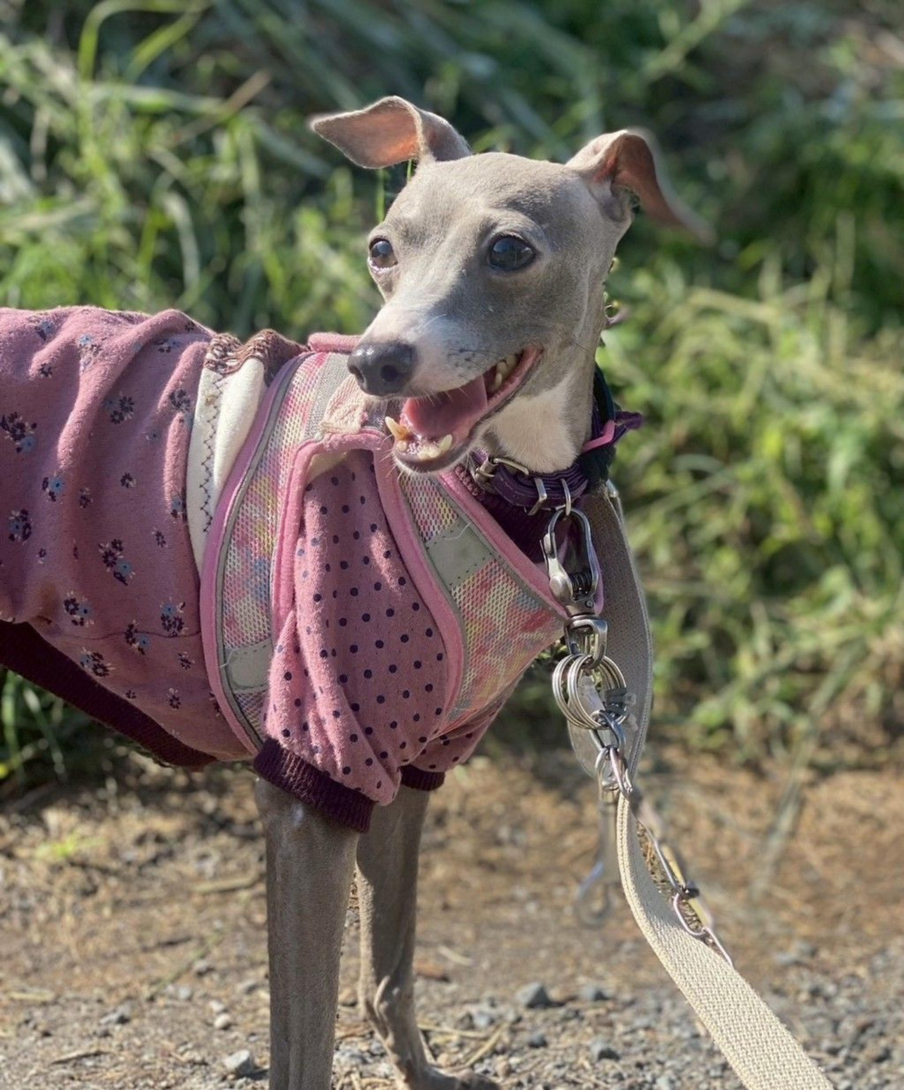 pet-image-8