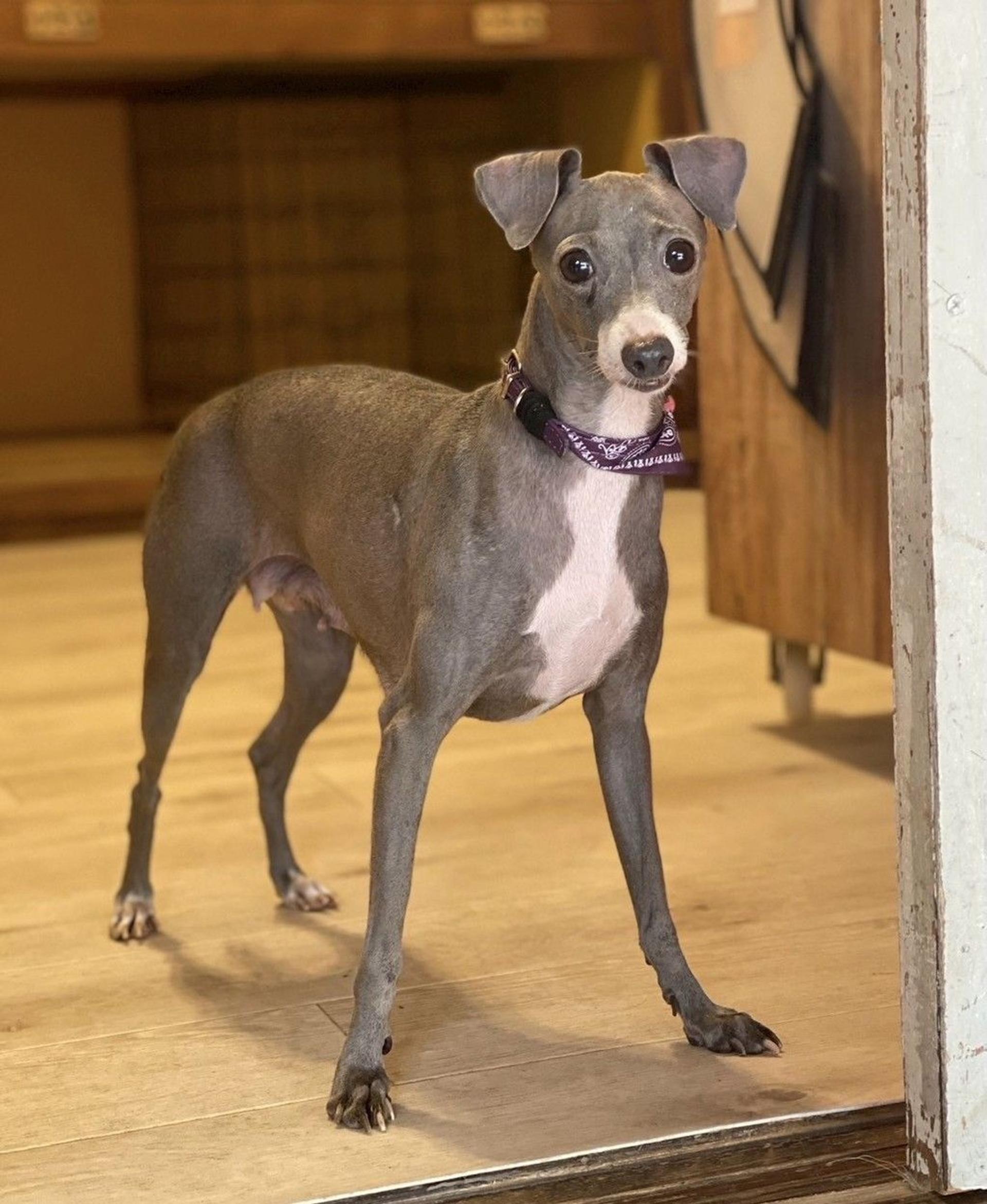 pet-image-9