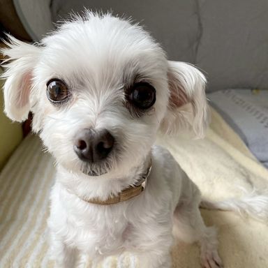 マルチーズ・メスの里親募集の写真