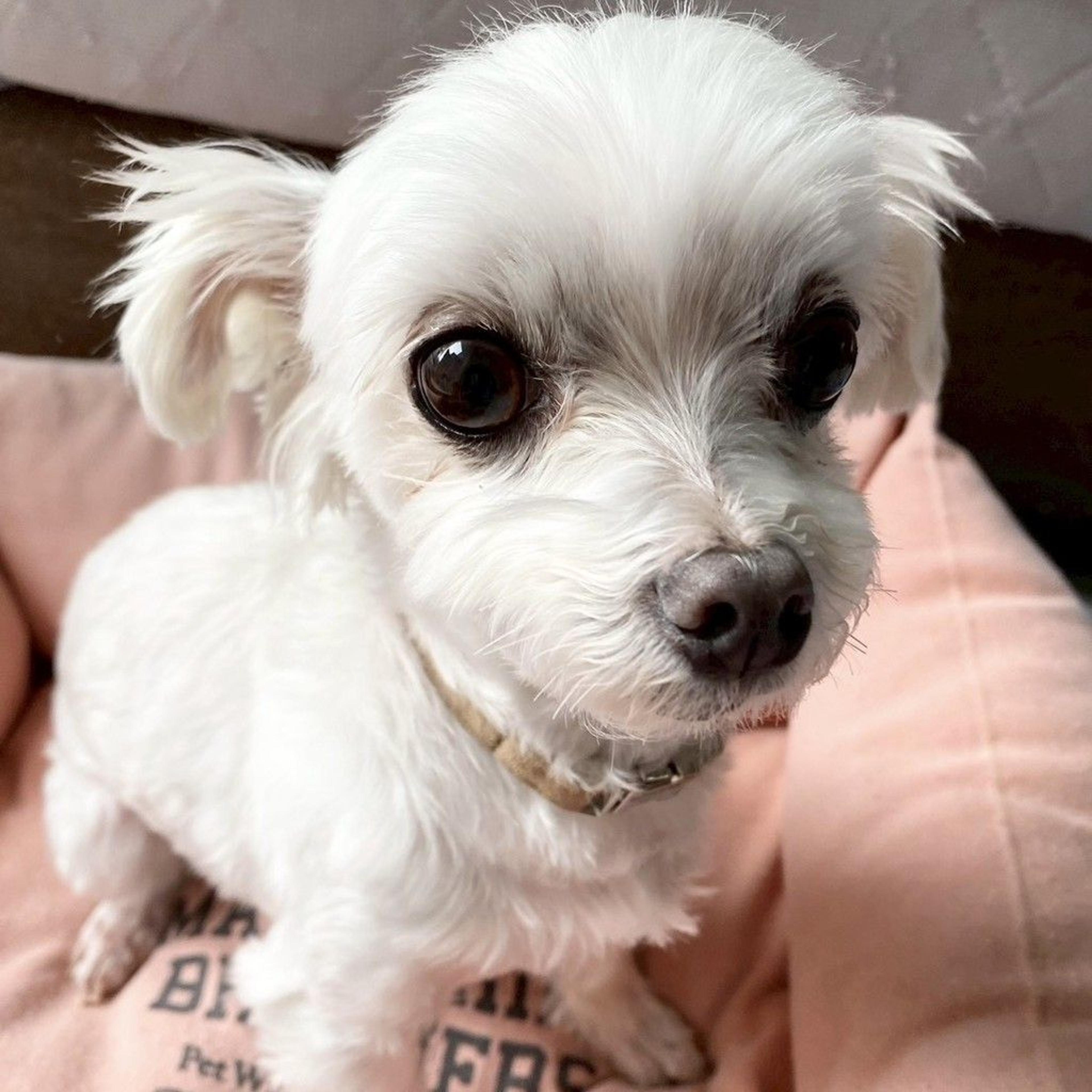 pet-image-4