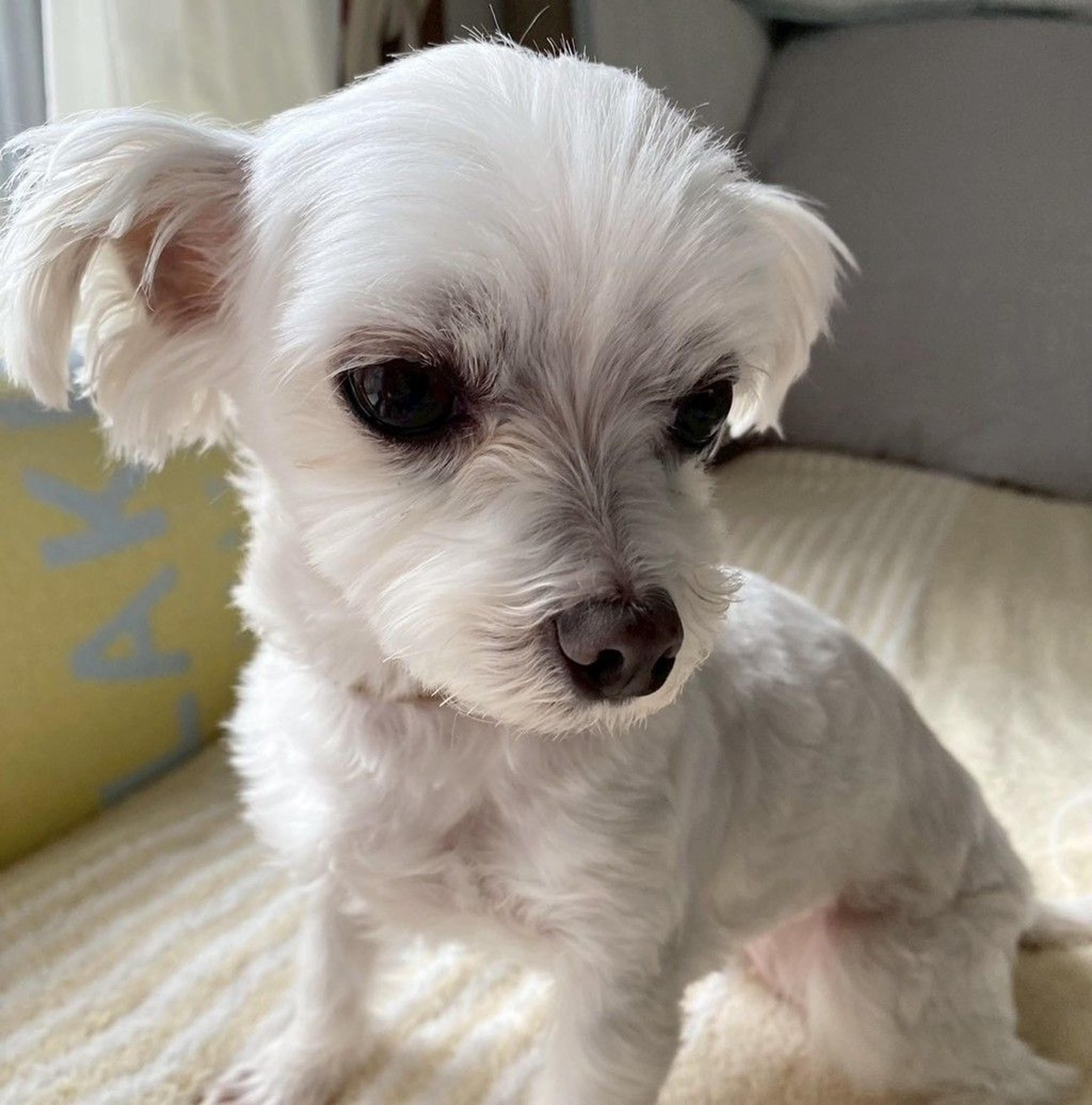 pet-image-5