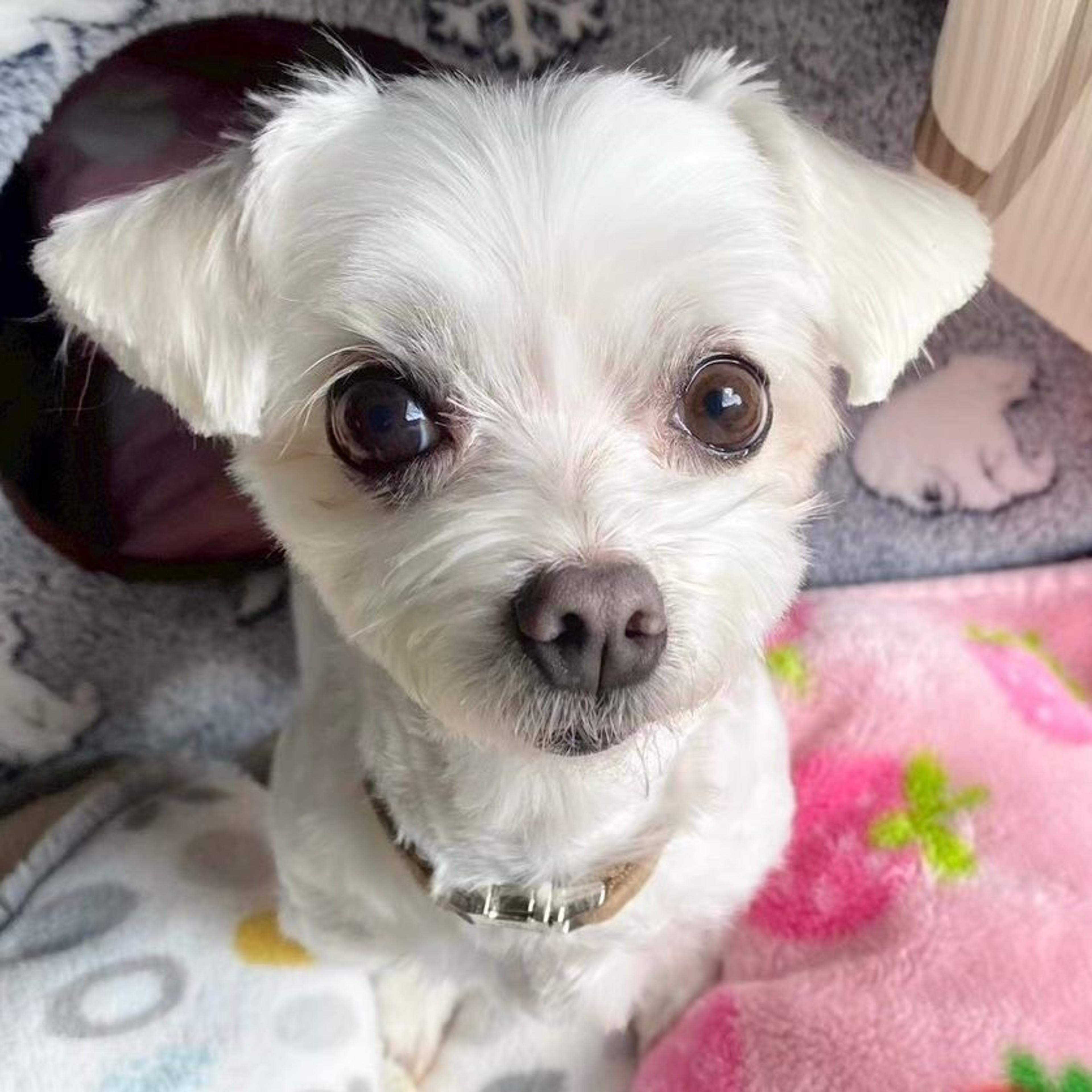 pet-image-8