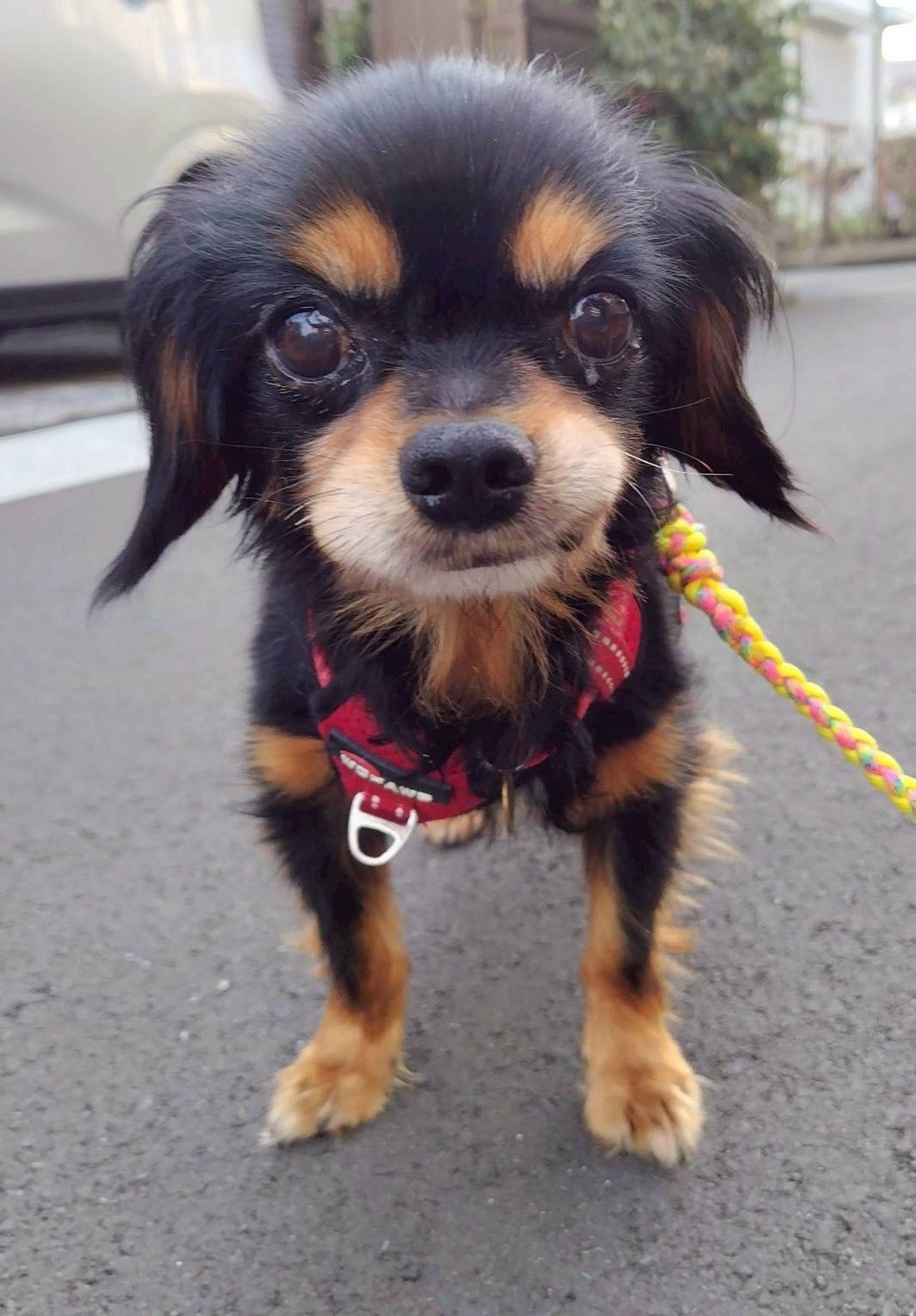 雑種（ミックス犬）・オスの里親募集の写真